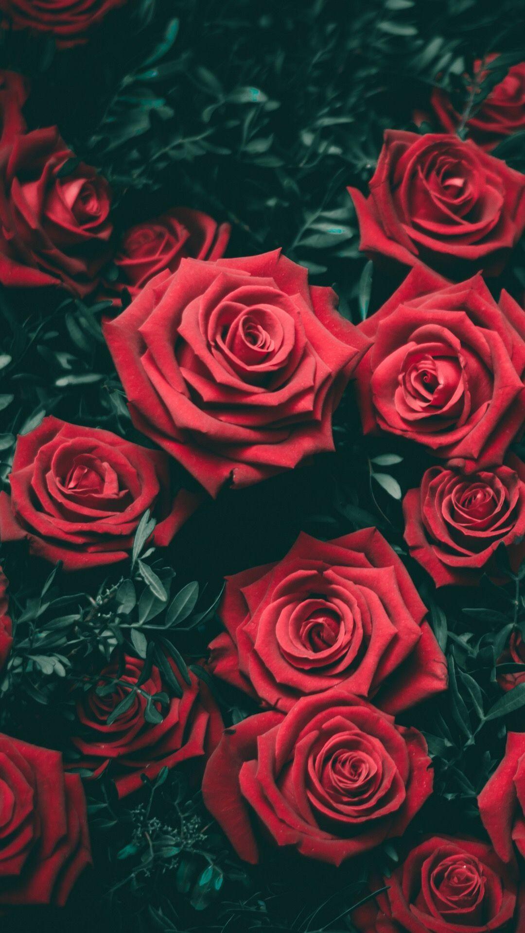 1080x1920 Hoa hồng vườn đỏ.  Những bông hoa.  Hình nền iphone hoa