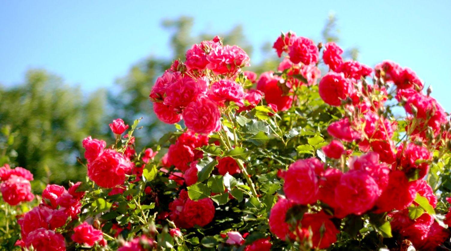 Hình nền hoa hồng vườn 1504x837