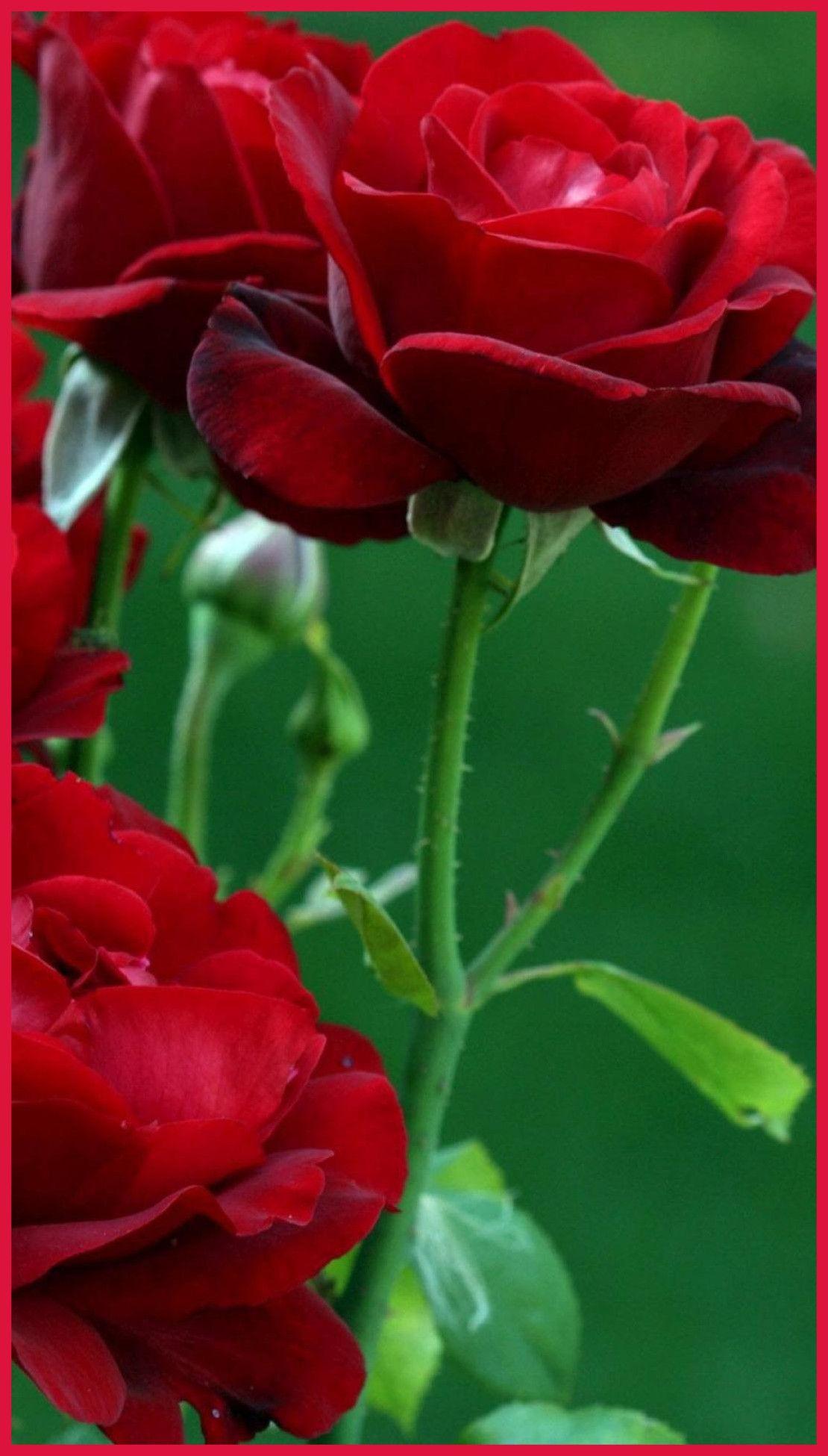 Hình nền HD 1110x1950 Rose Flower