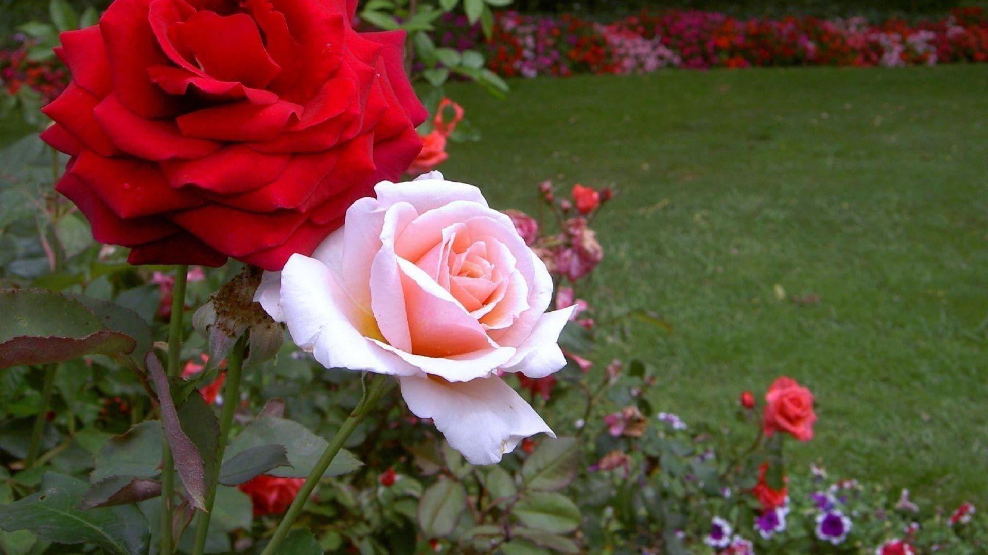 Hình nền HD 1920x1080 Rose Flower