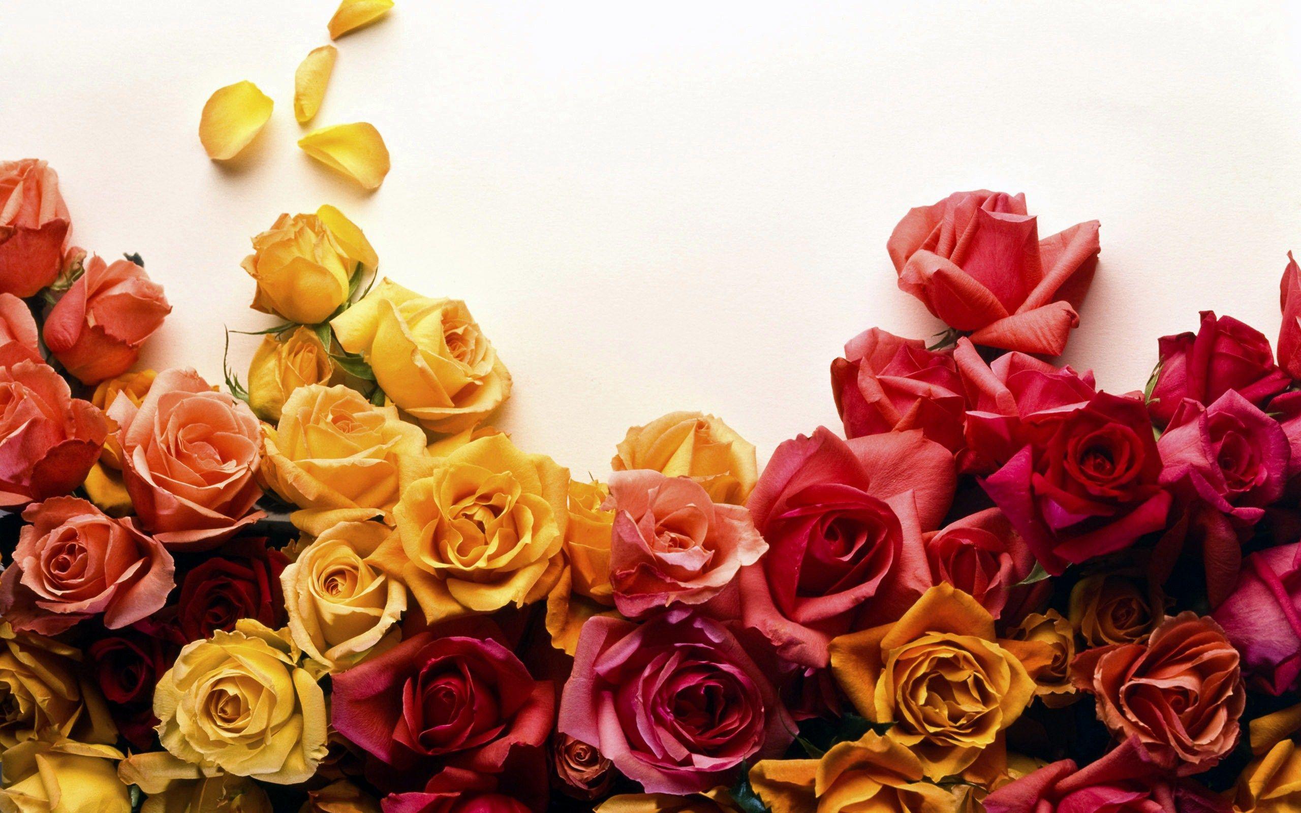 2560x1600 Color Roses Wallpaper HD