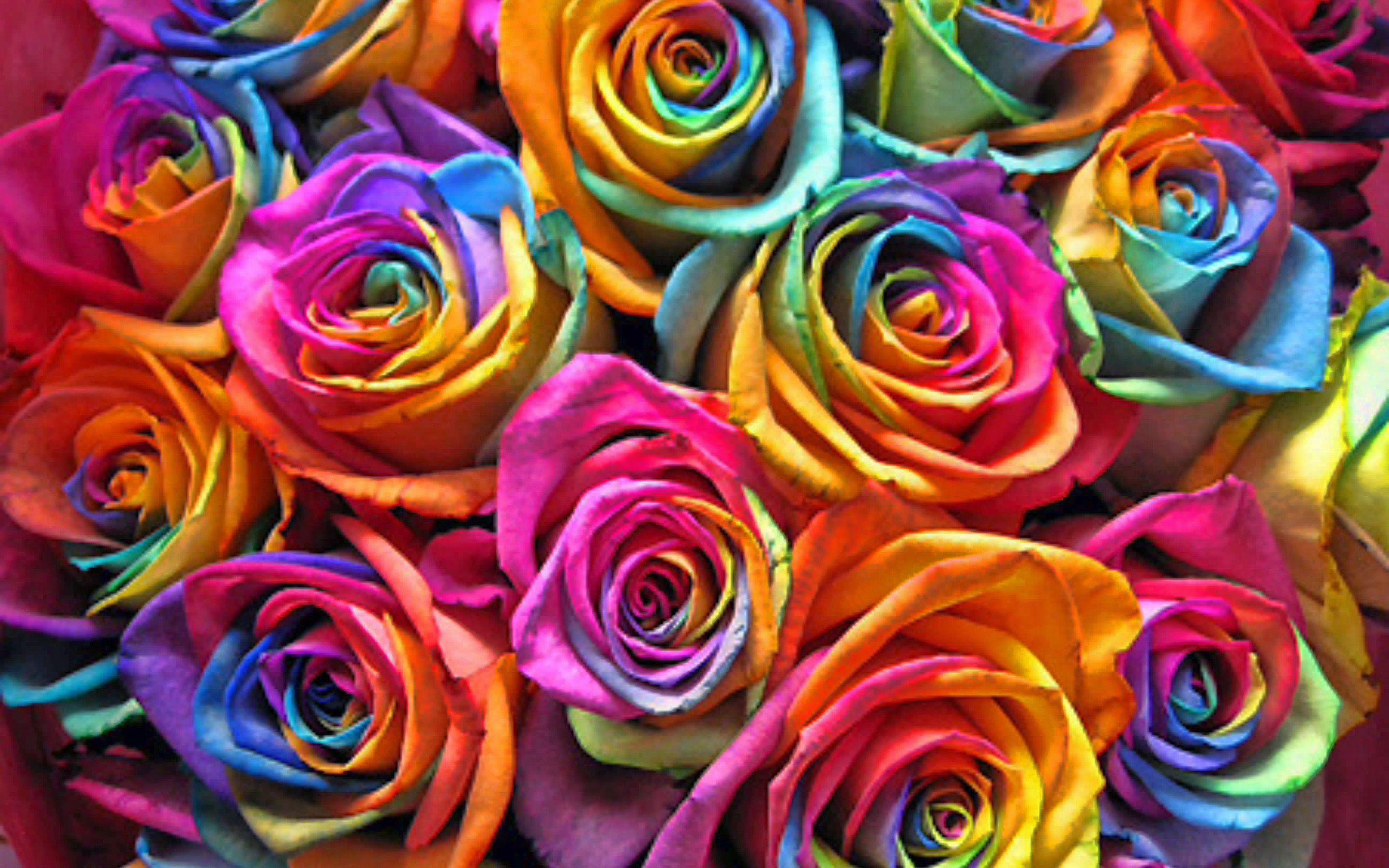 Colorful Roses Wallpapers Top Free Colorful Roses Backgrounds Wallpaperaccess