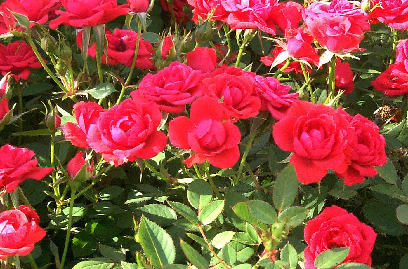 Hình nền vườn hồng 1397x922