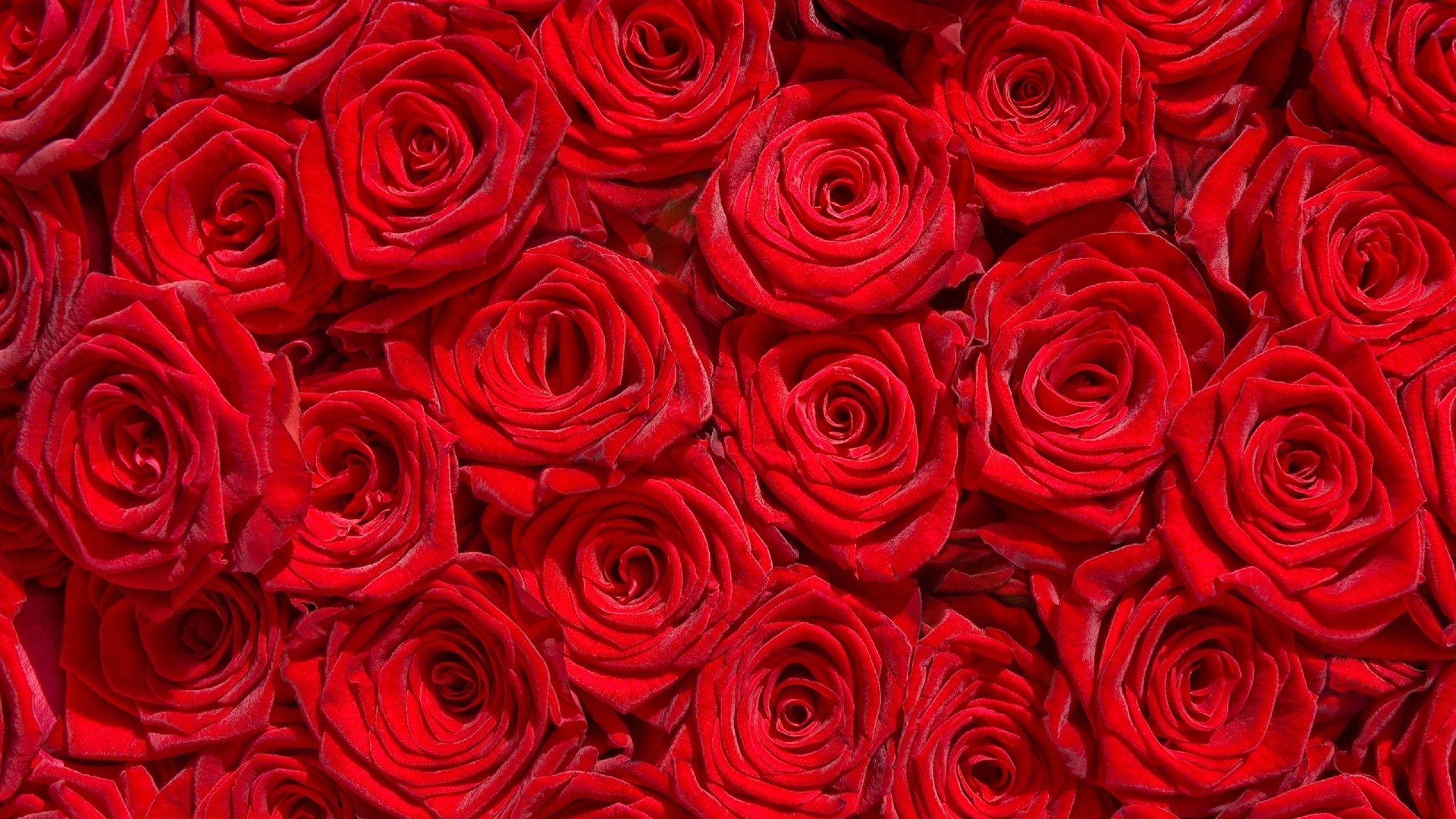 2560x1440 rose, Hoa, Hoa, Hoa hồng, Bokeh, Phong cảnh, Thiên nhiên