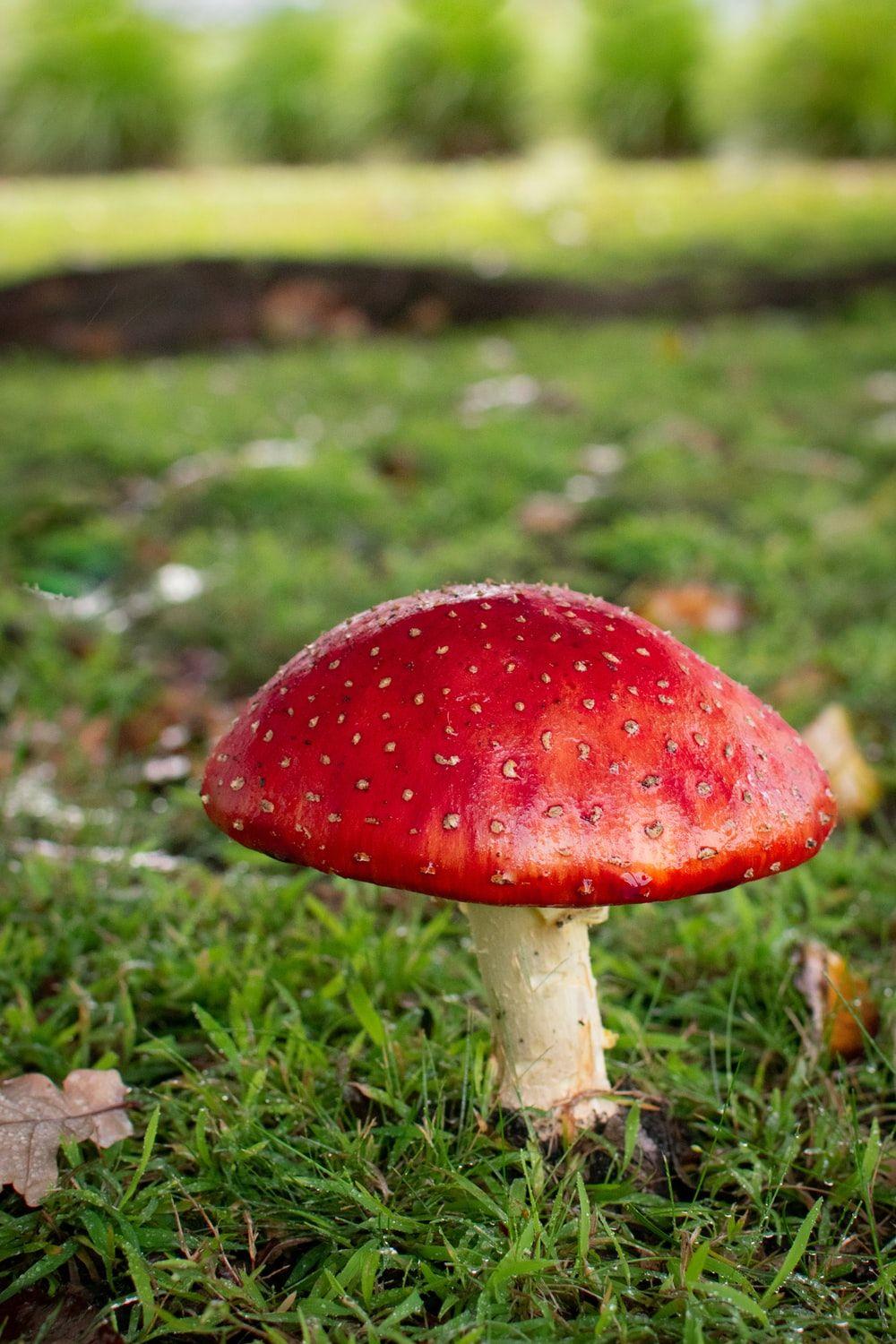 1000x1500 Fairy Garden Picture. Download Free Image