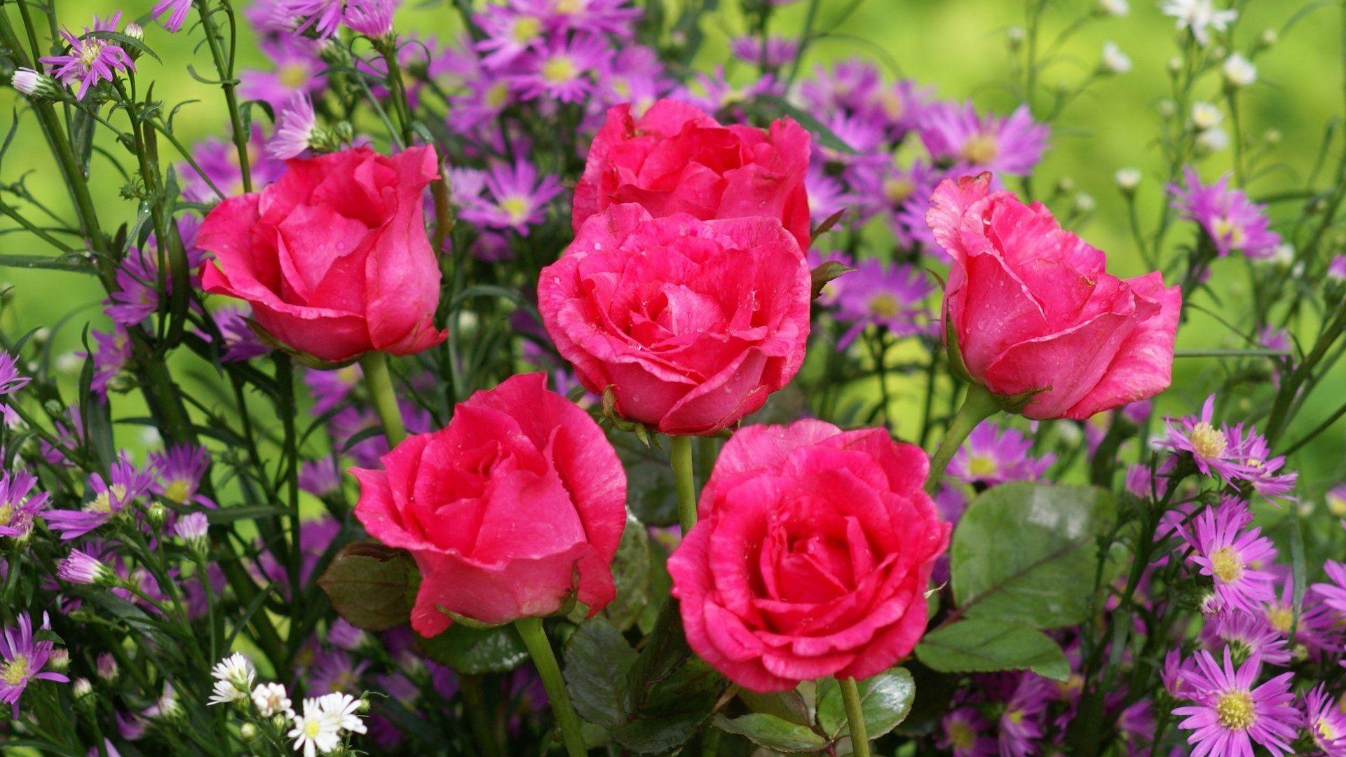 1920x1080 Rose Flower Hình nền HD