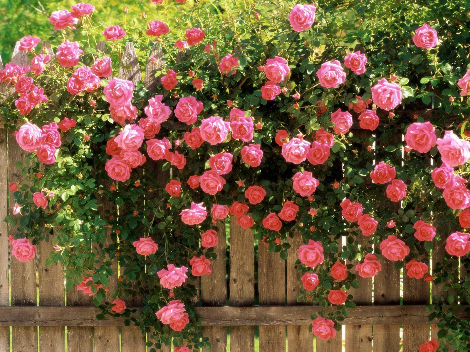 1600x1200 Rose Flowers wallpaperx1200