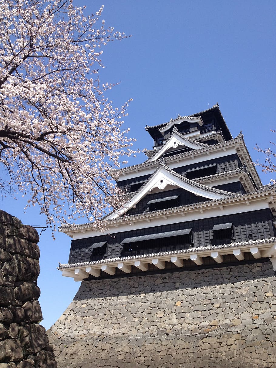 910x1213 HD wallpaper: kumamoto castle, spring