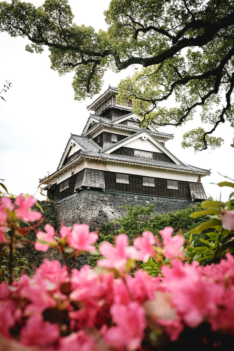800x1200 Pagoda, temple, building, flowers