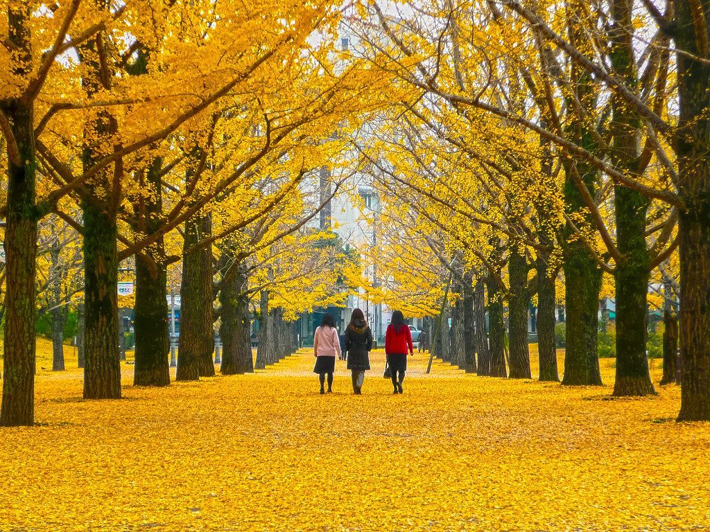 1024x768 Foliage in Kumamoto, Japan 熊本県庁の紅