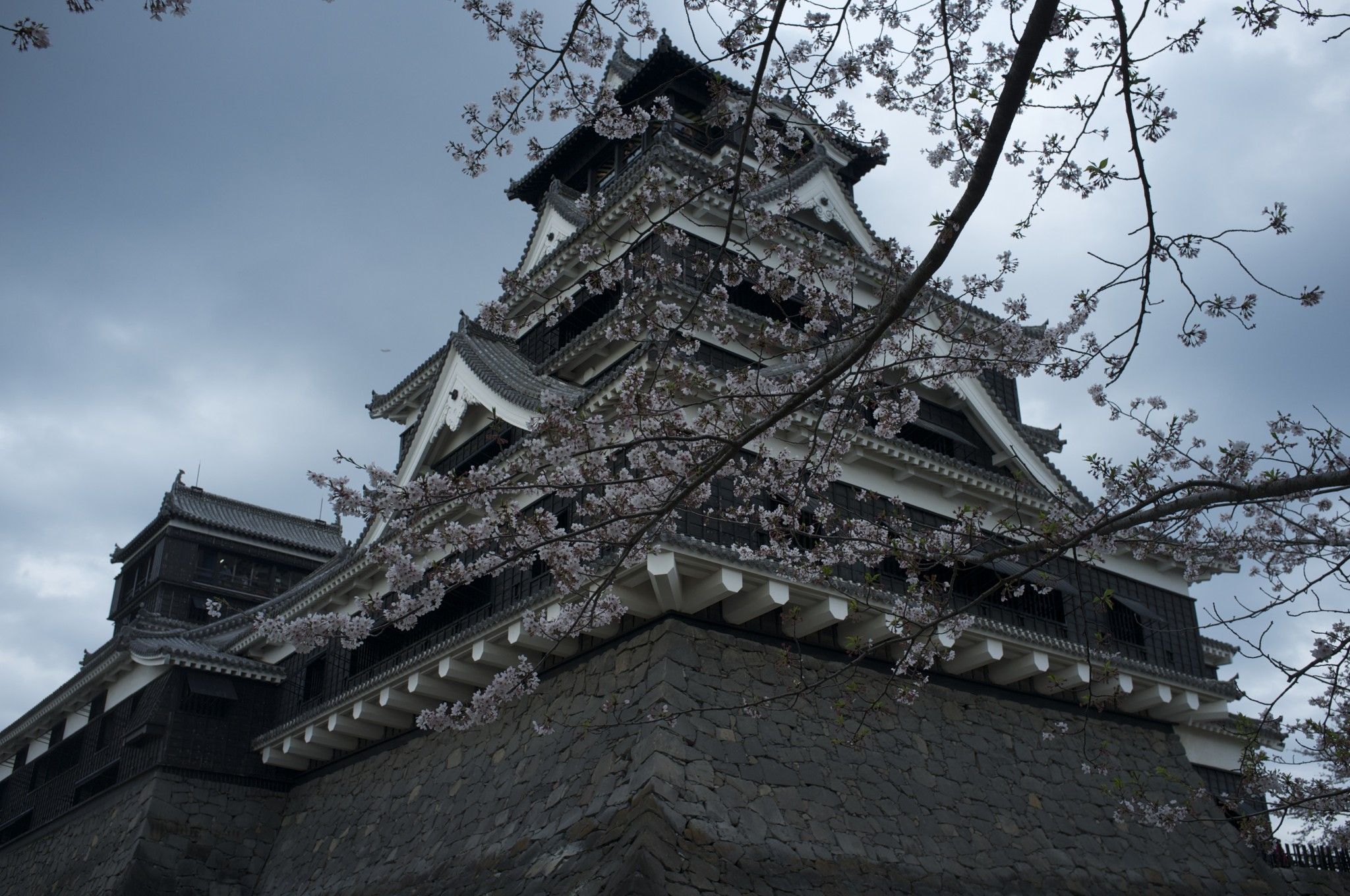 2048x1360 hanami at Kumamoto Castle
