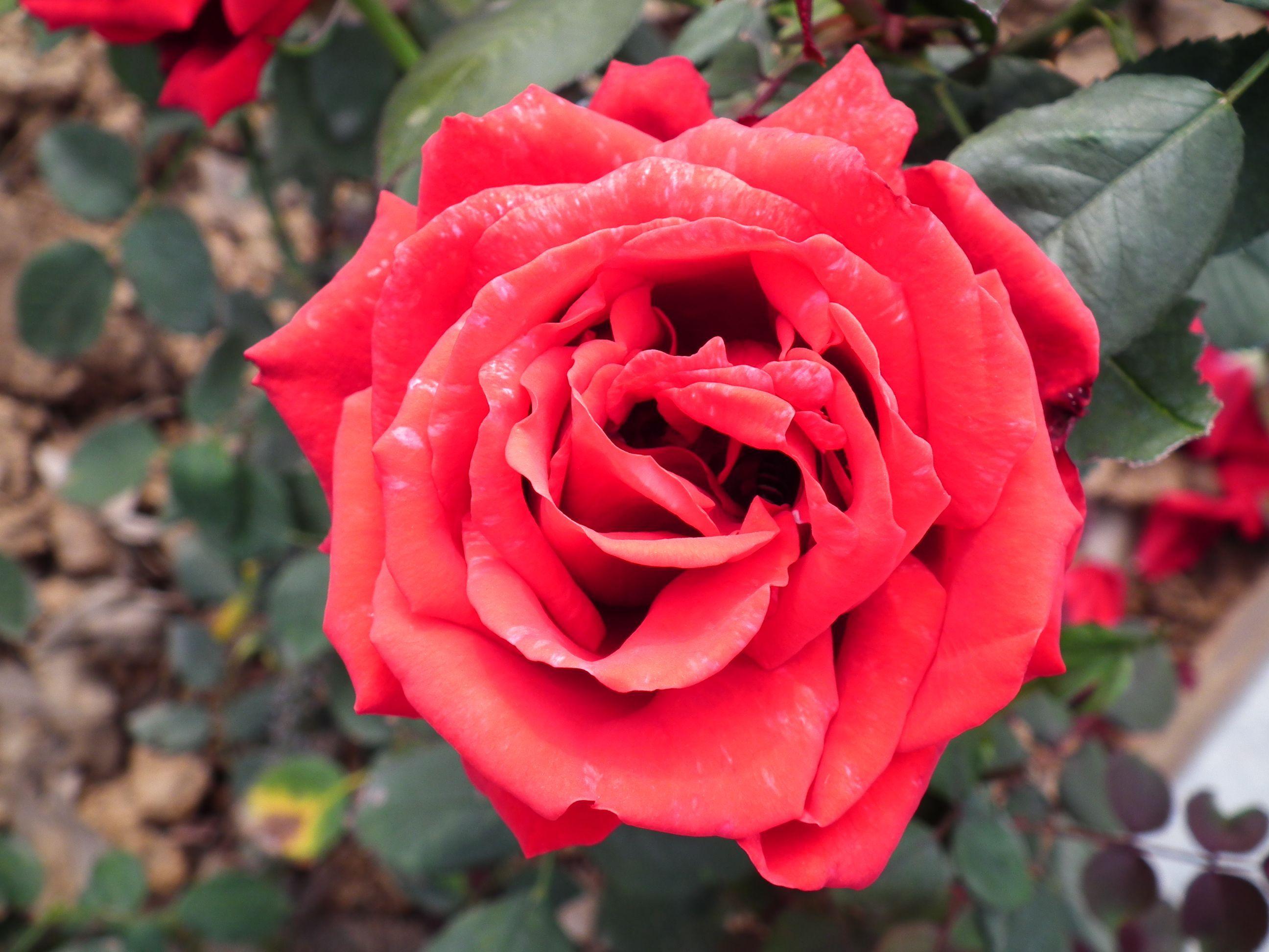 2592x1944 Hoa hồng đỏ anh đào, Vườn, Hoa hồng đỏ, Hoa hồng đỏ