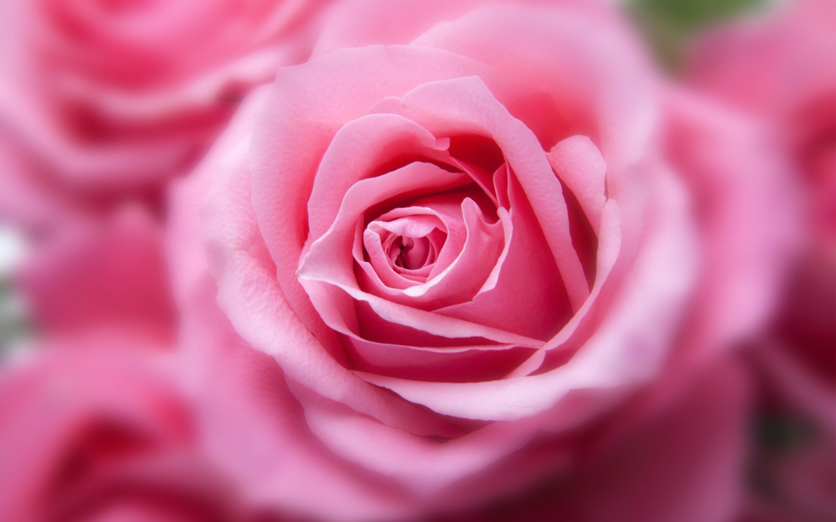 2880x1800 Stunning Rose Colored Wallpaper image For Free Download