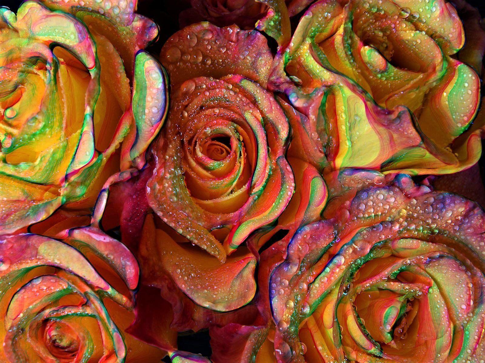 1600x1200 Rainbow Roses Wallpaper and Background Imagex1200