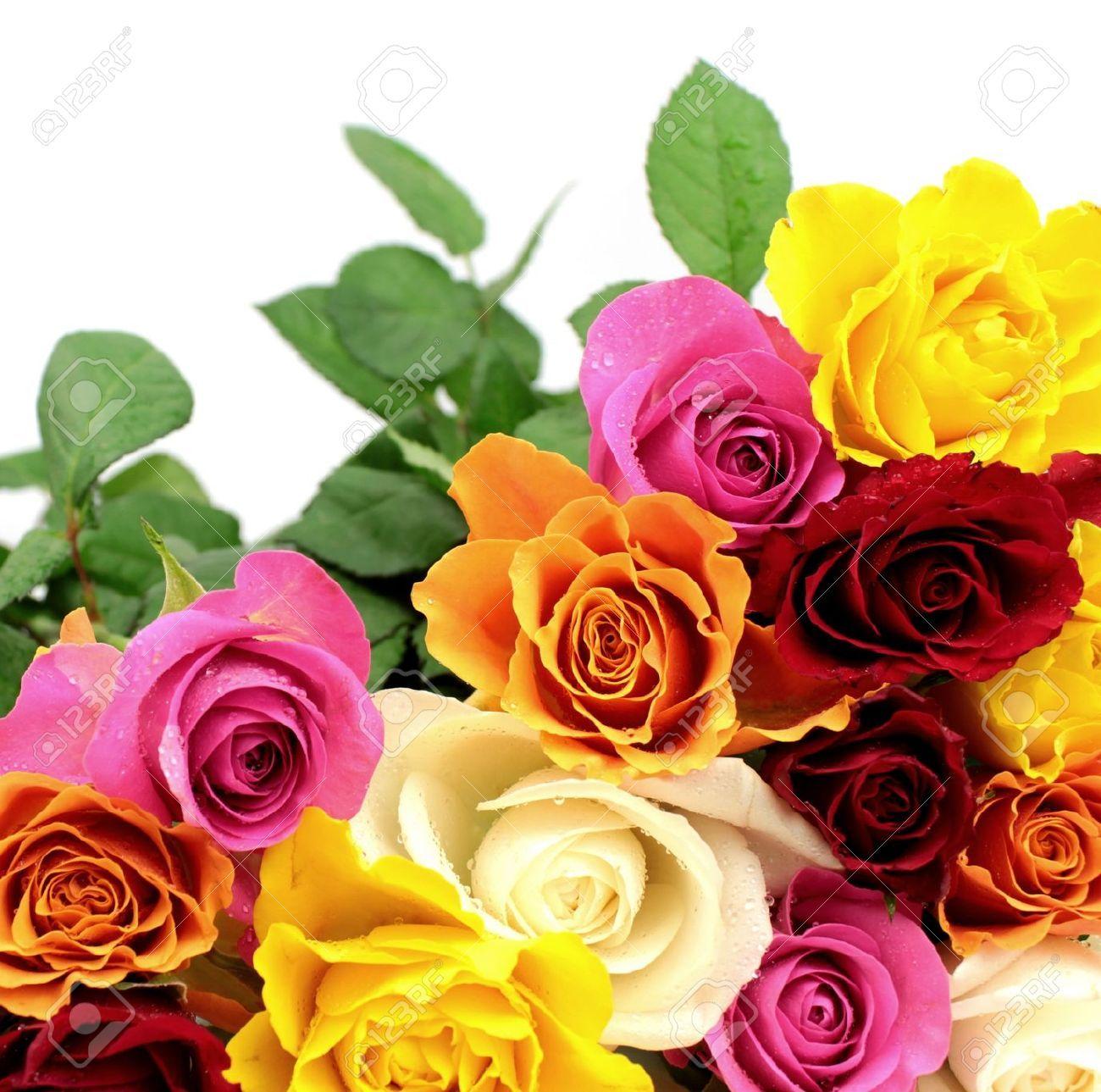1300x1289 Colorful Roses, Beautiful Colorful Roses Wallpaper
