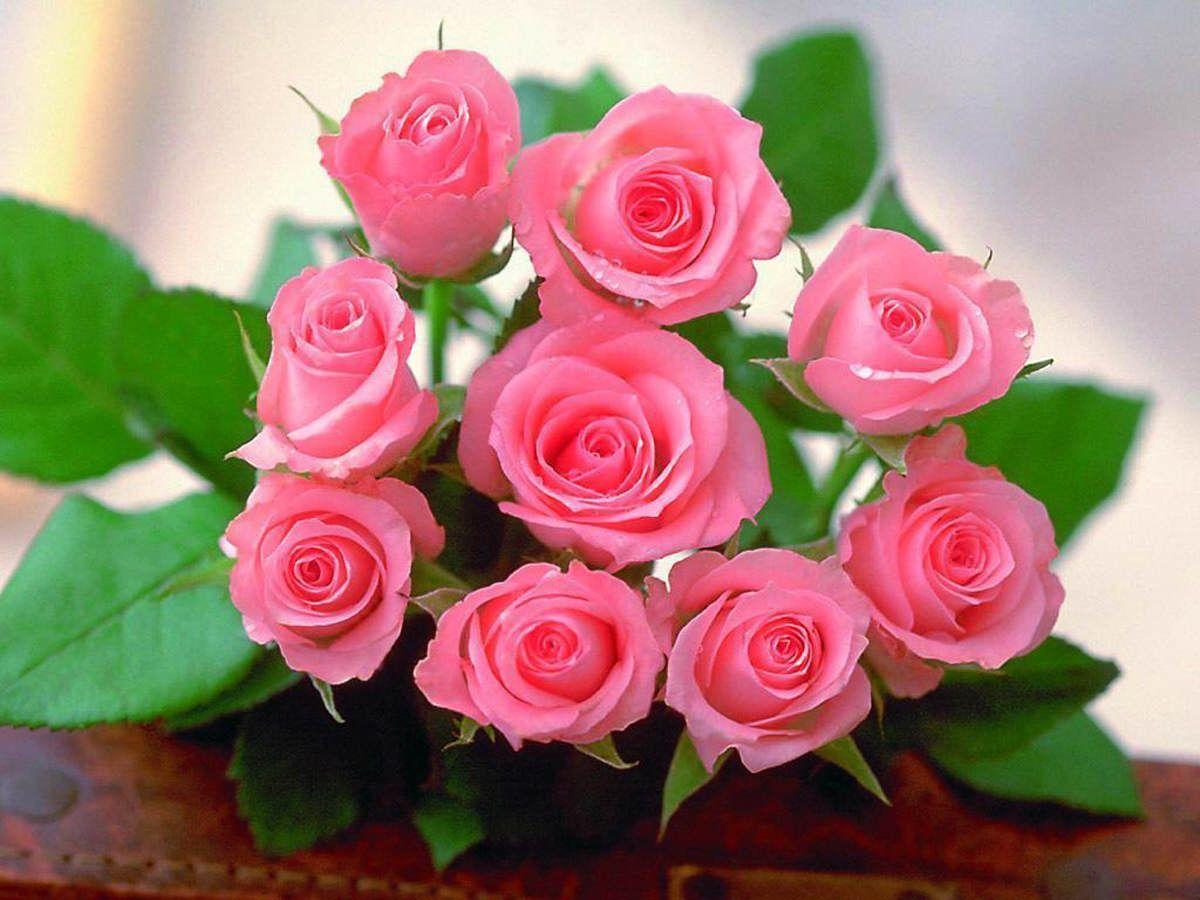 1200x900 Beautiful Pink Roses Nhóm hình nền - Beautiful Rose Rose