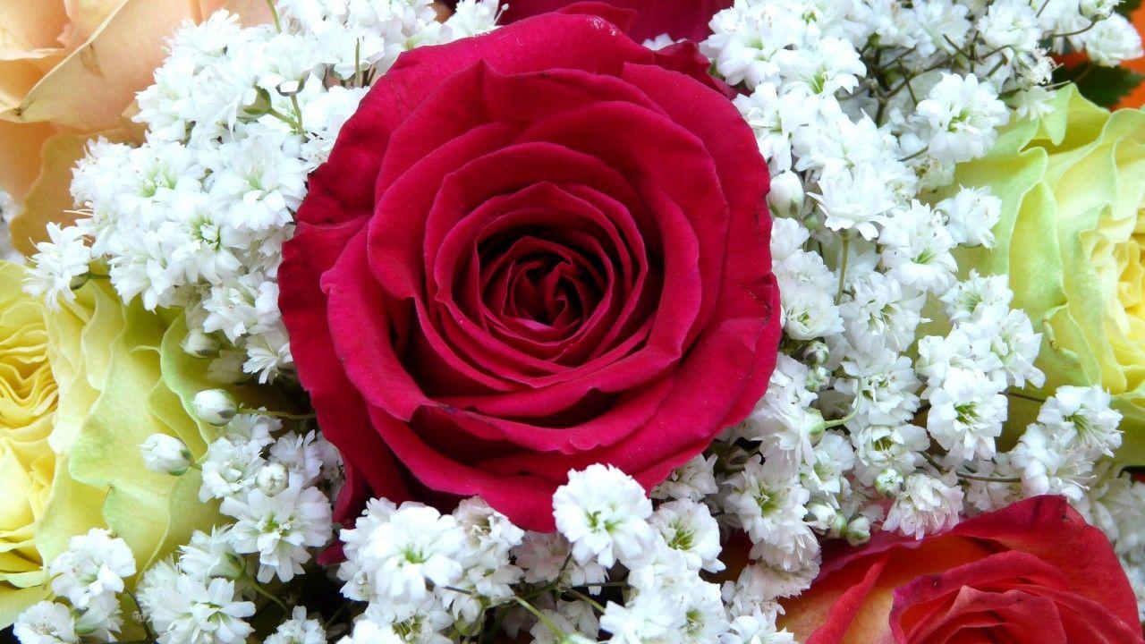 1280x720 Wallpaper Red Rose, Flower bouquet, HD, Flowers