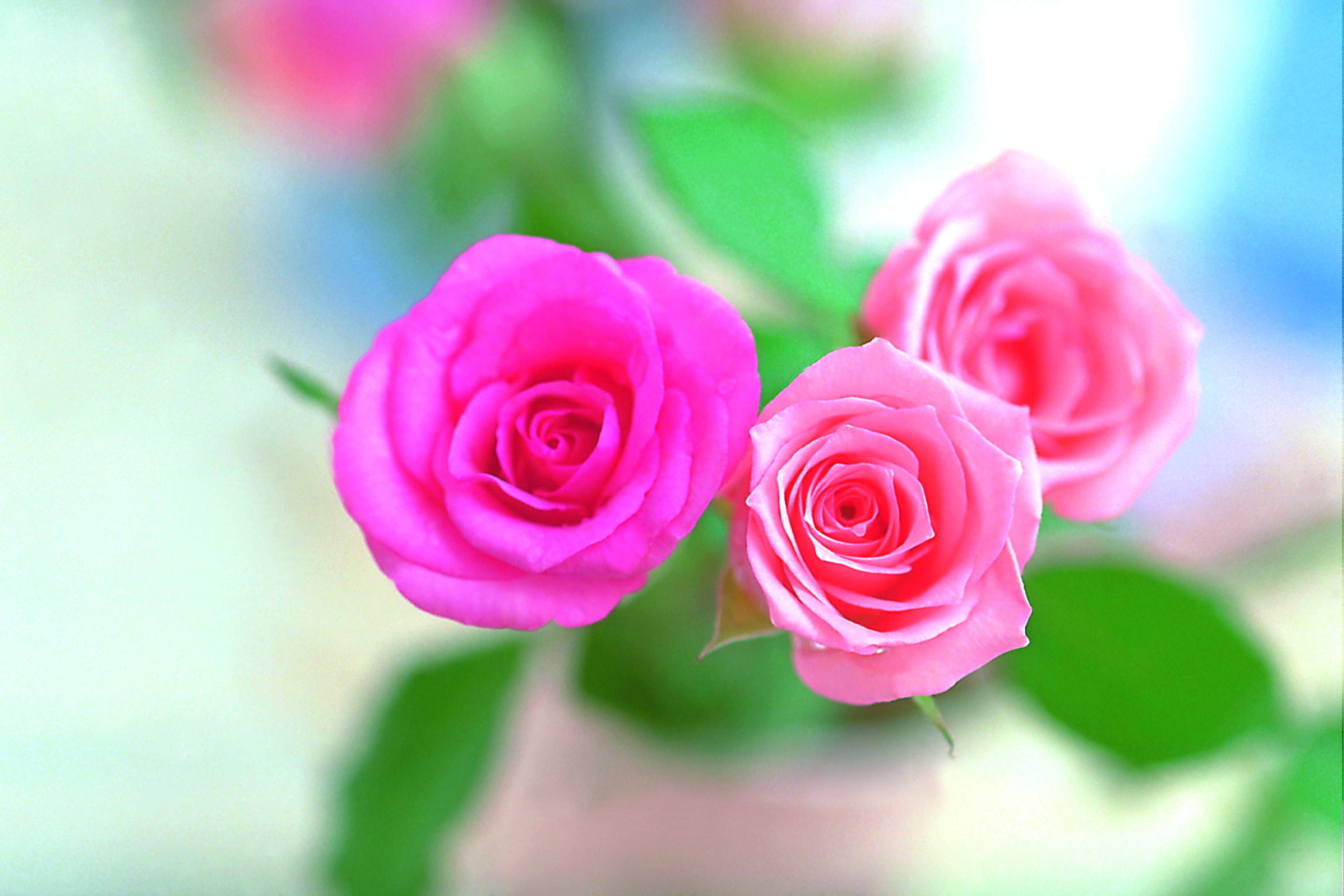 Hình nền hoa hồng hồng tuyệt đẹp 3072x2048 Tải xuống miễn phí
