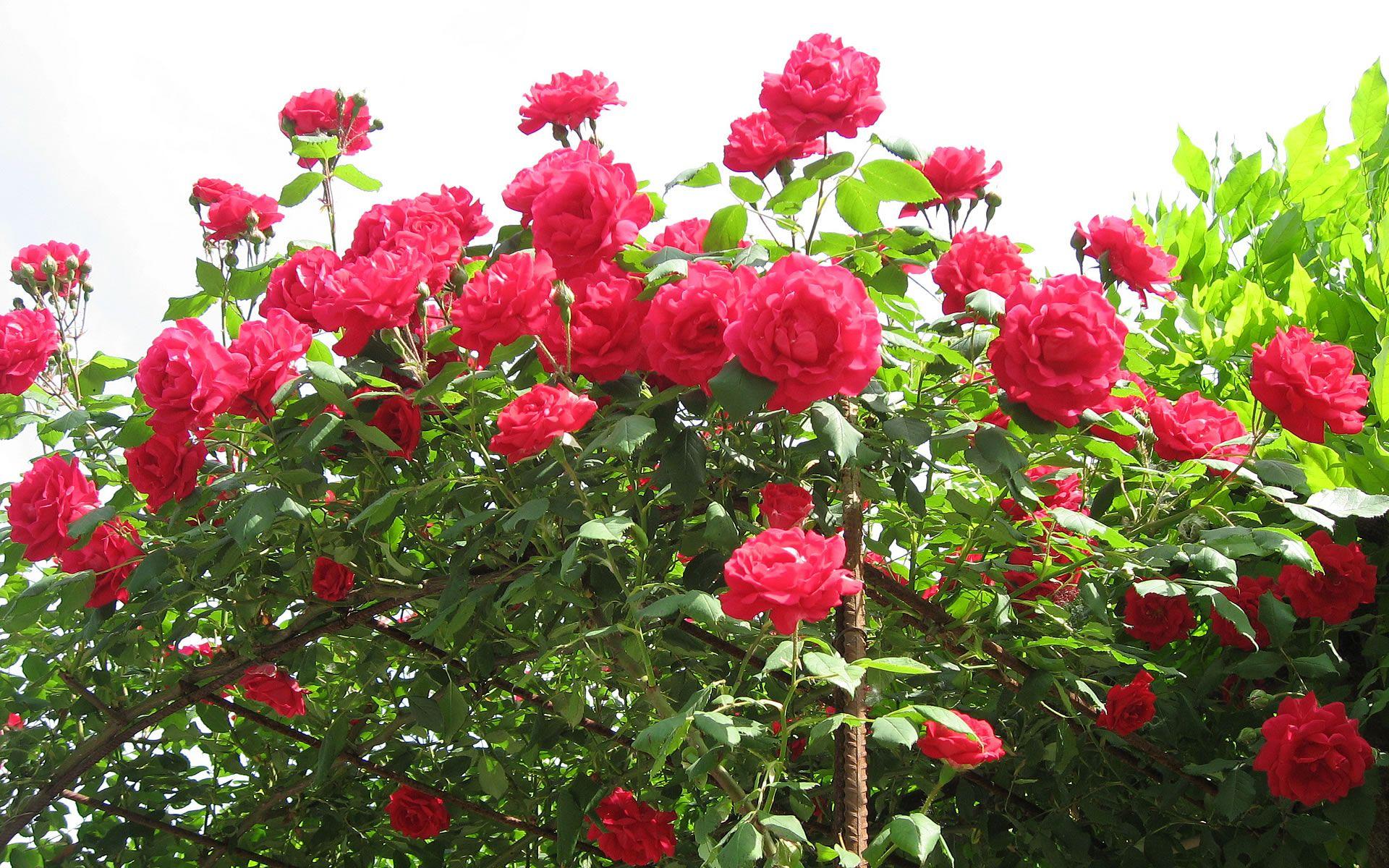 1920x1200 Natureal Roses Flower Wallpaper HD Desktop Wallpaper