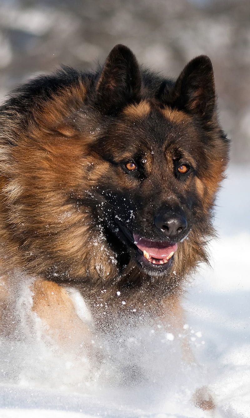 800x1339 Angry Dog, bad, wild, HD phone wallpaper