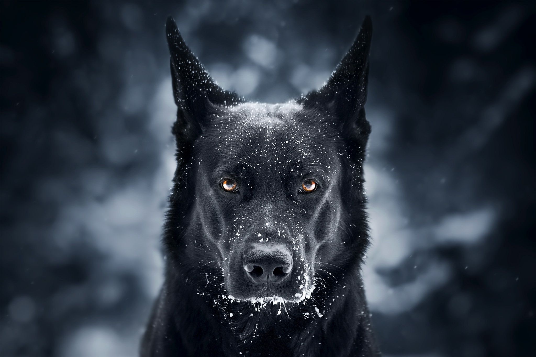 2048x1365 Dogs Wallpaper