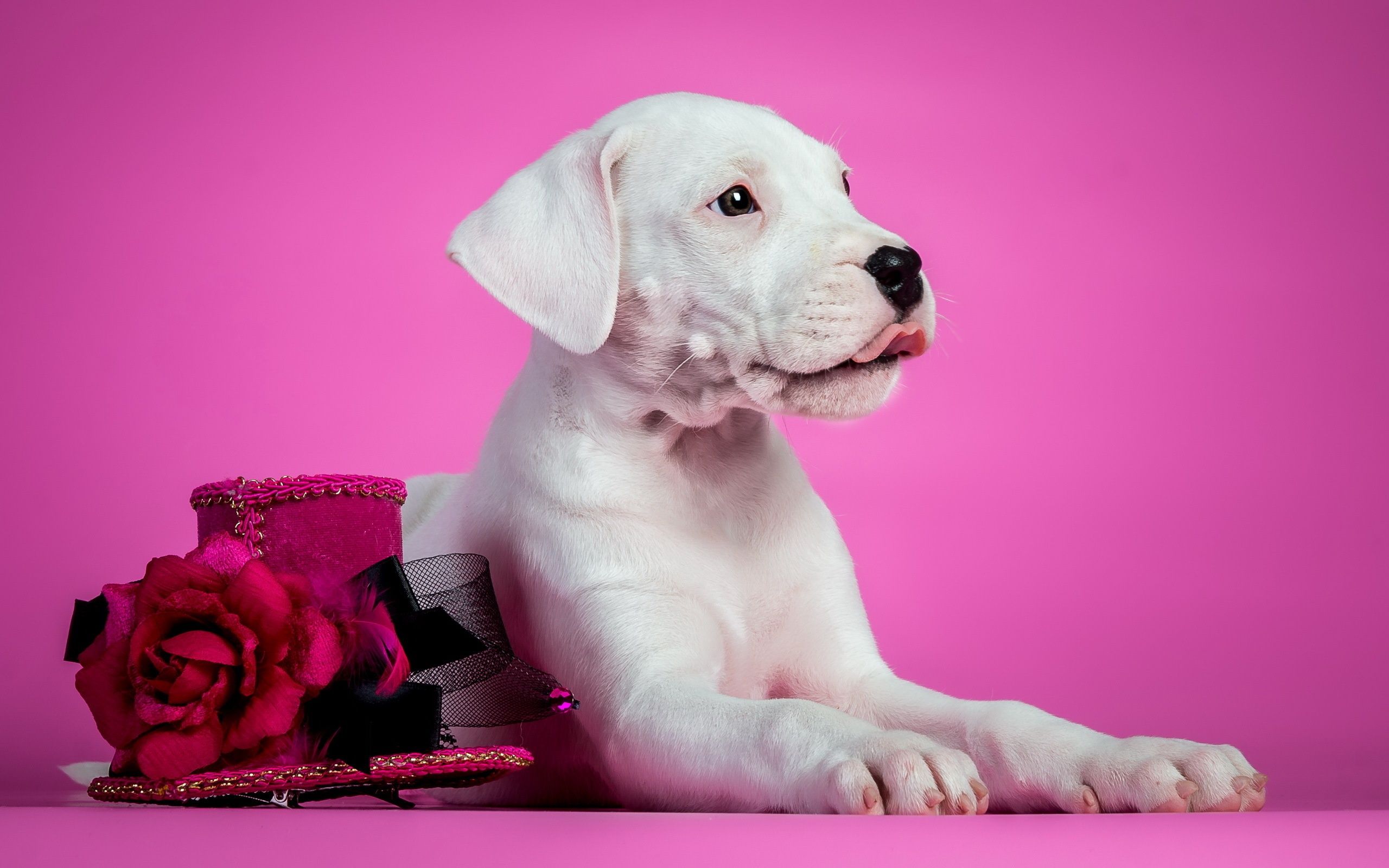 2560x1600 Wallpaper background, dog, puppy