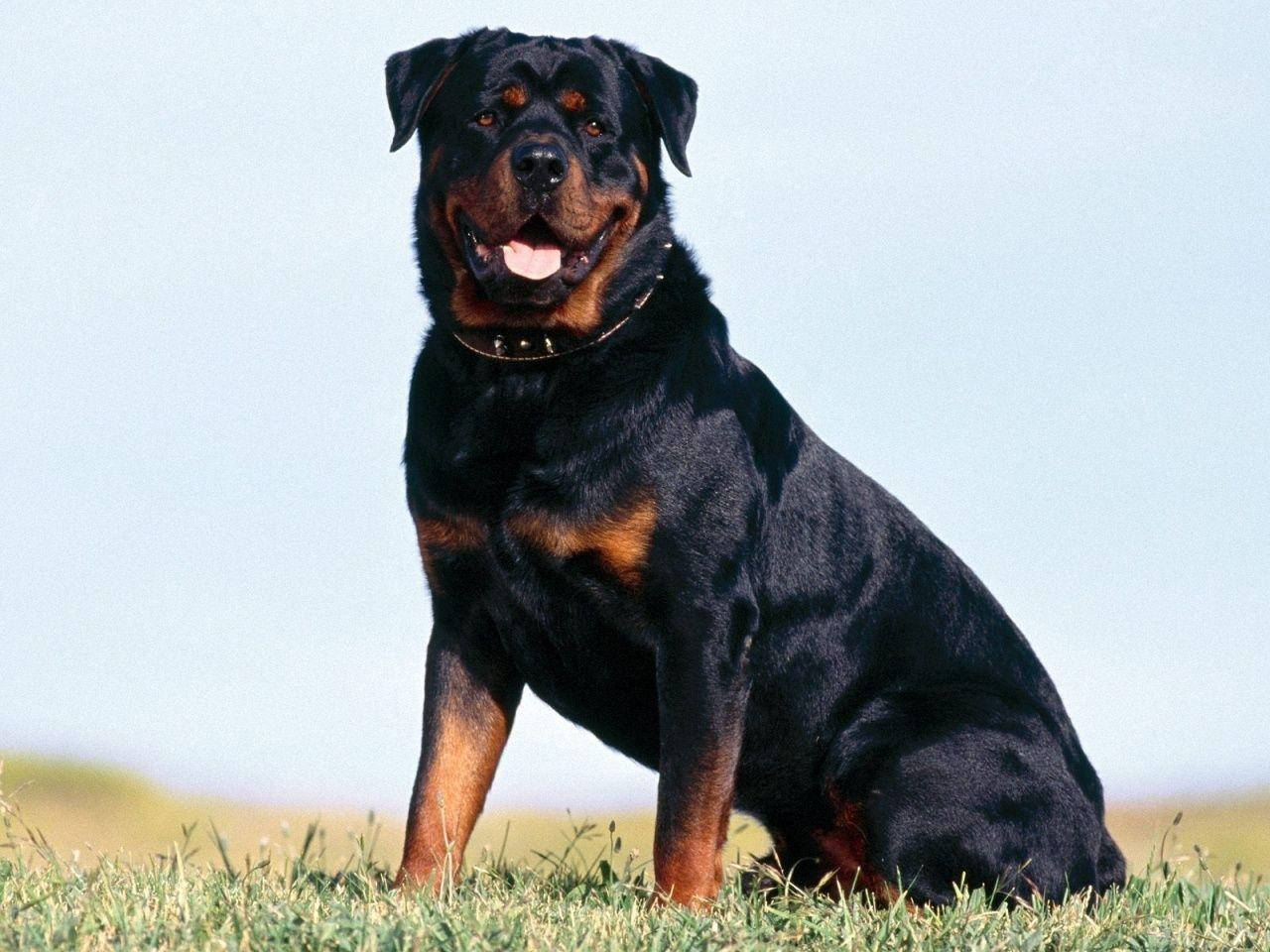 1280x960 Download Big Rottweiler Dog Wallpaper