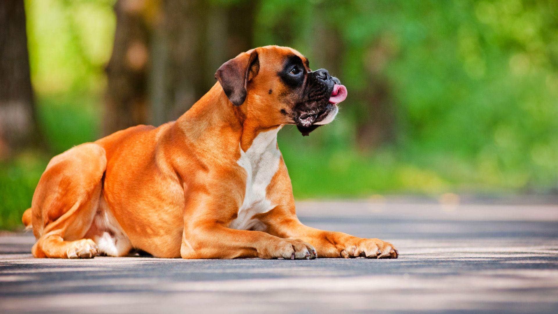 1920x1080 Tips For Raising A Well Behaved Big Dog