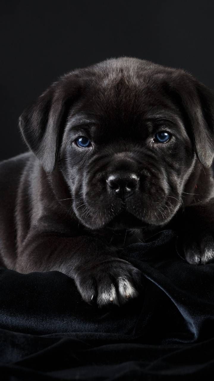 720x1280 Nero Cane wallpaper