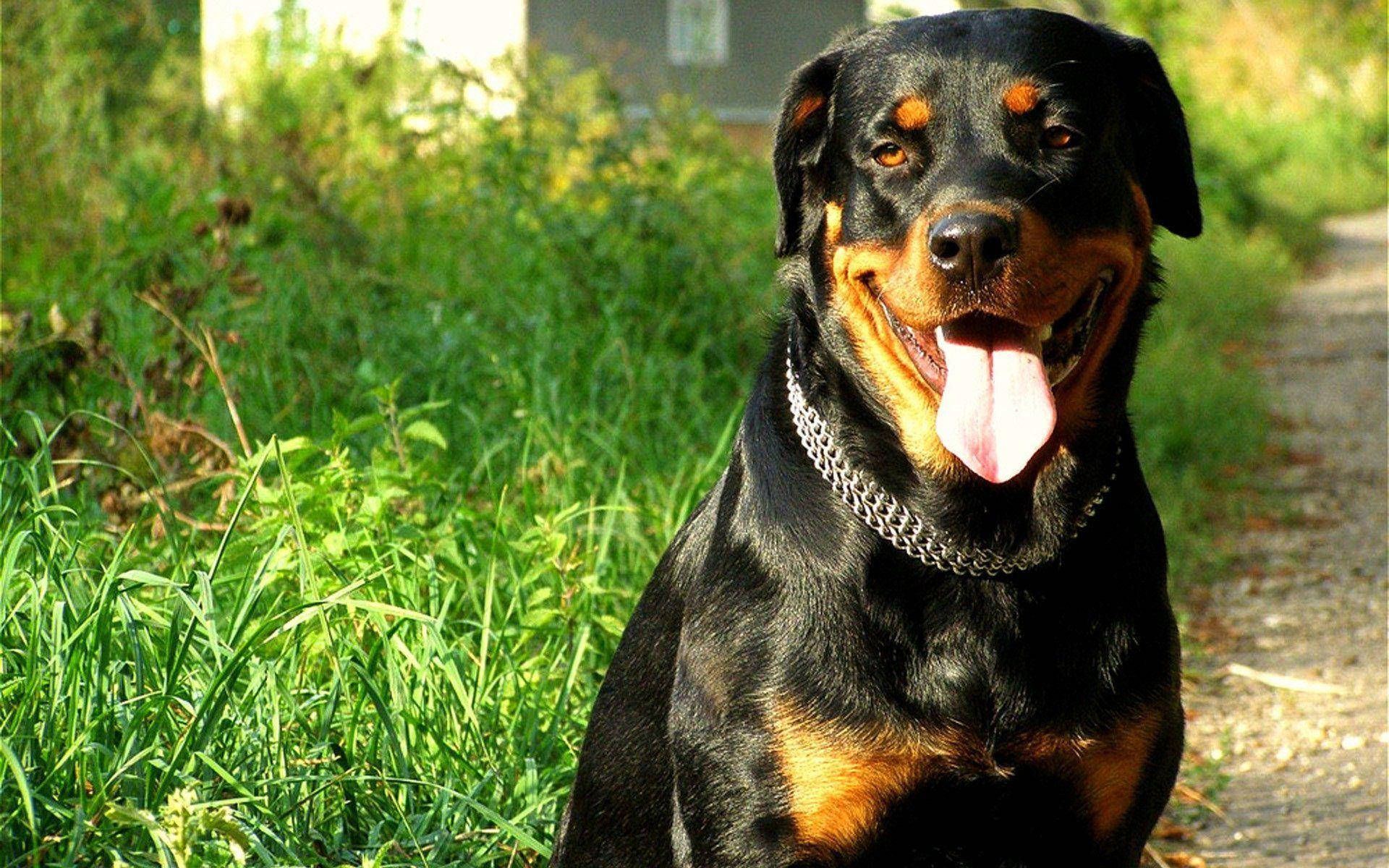 1920x1200 Download Big Rottweiler Dog Wallpaper