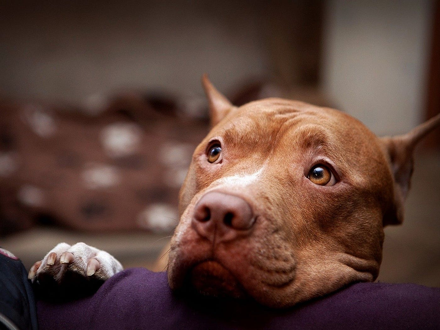 1400x1050 Pit Bulls Don't Deserve a Bad Rap