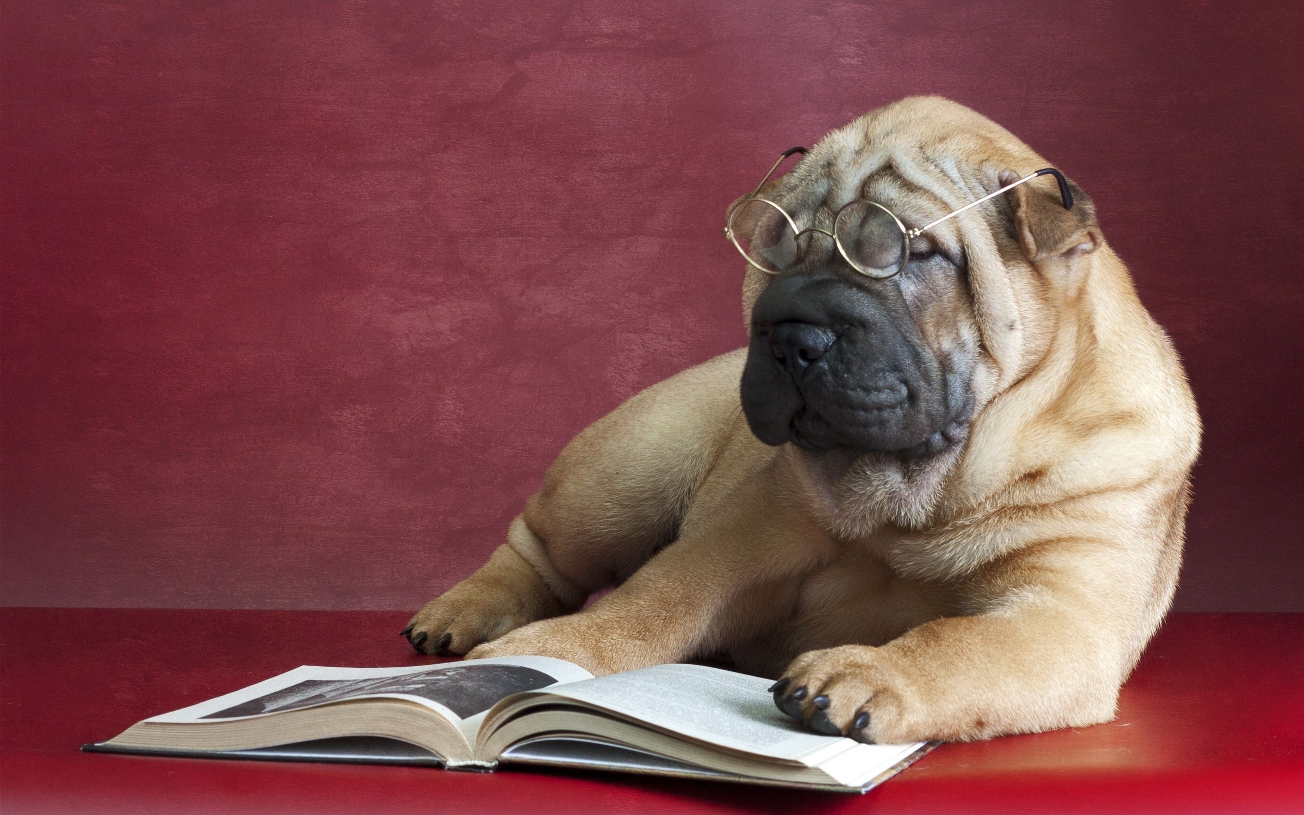 2560x1600 Wallpaper each, dog, glasses, book