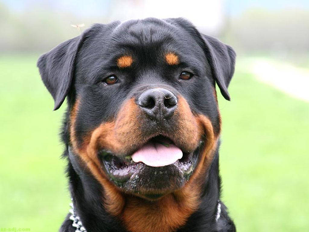 1024x768 Download Big Rottweiler Dog Wallpaper