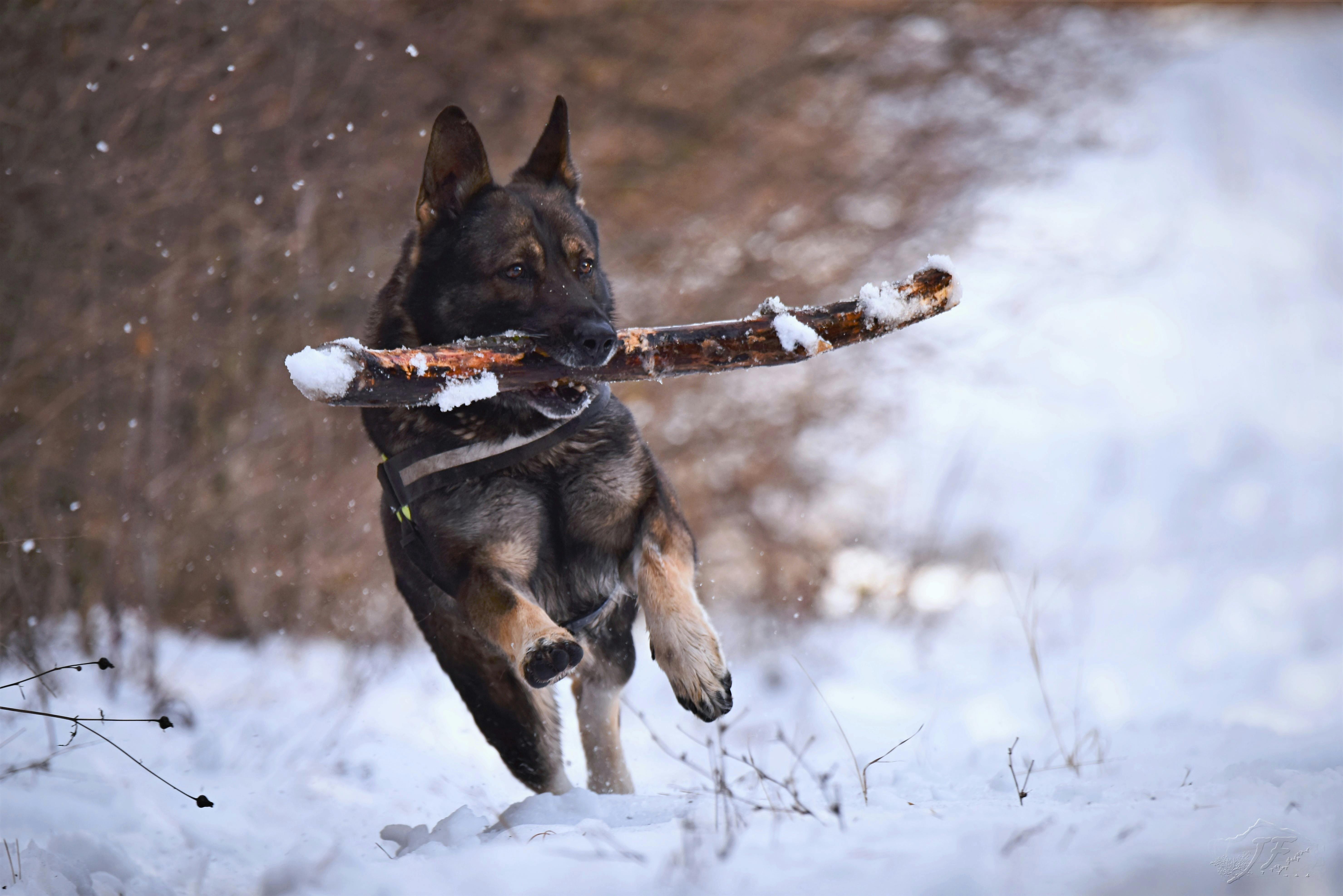 5916x3948 Big Dog Photo, Download The BEST Free