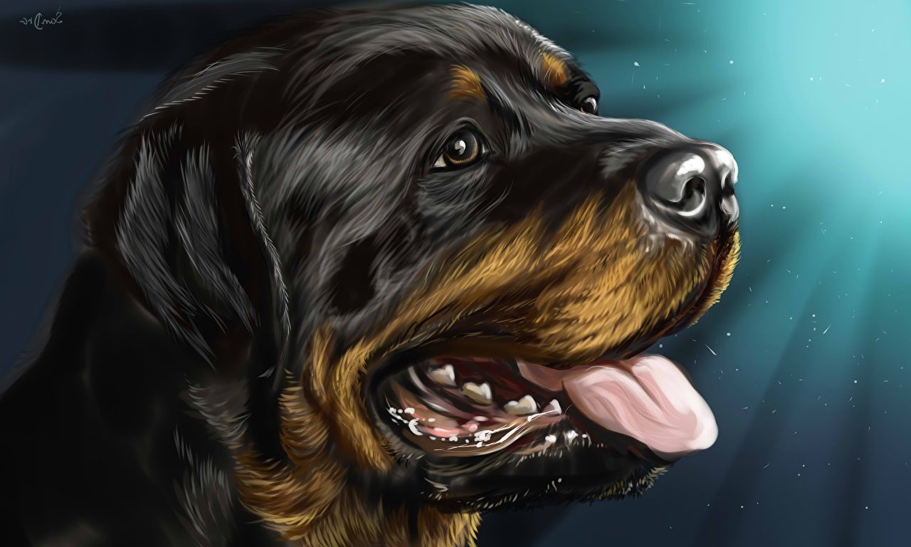 1280x768 Picture Rottweiler Dogs Tongue Head