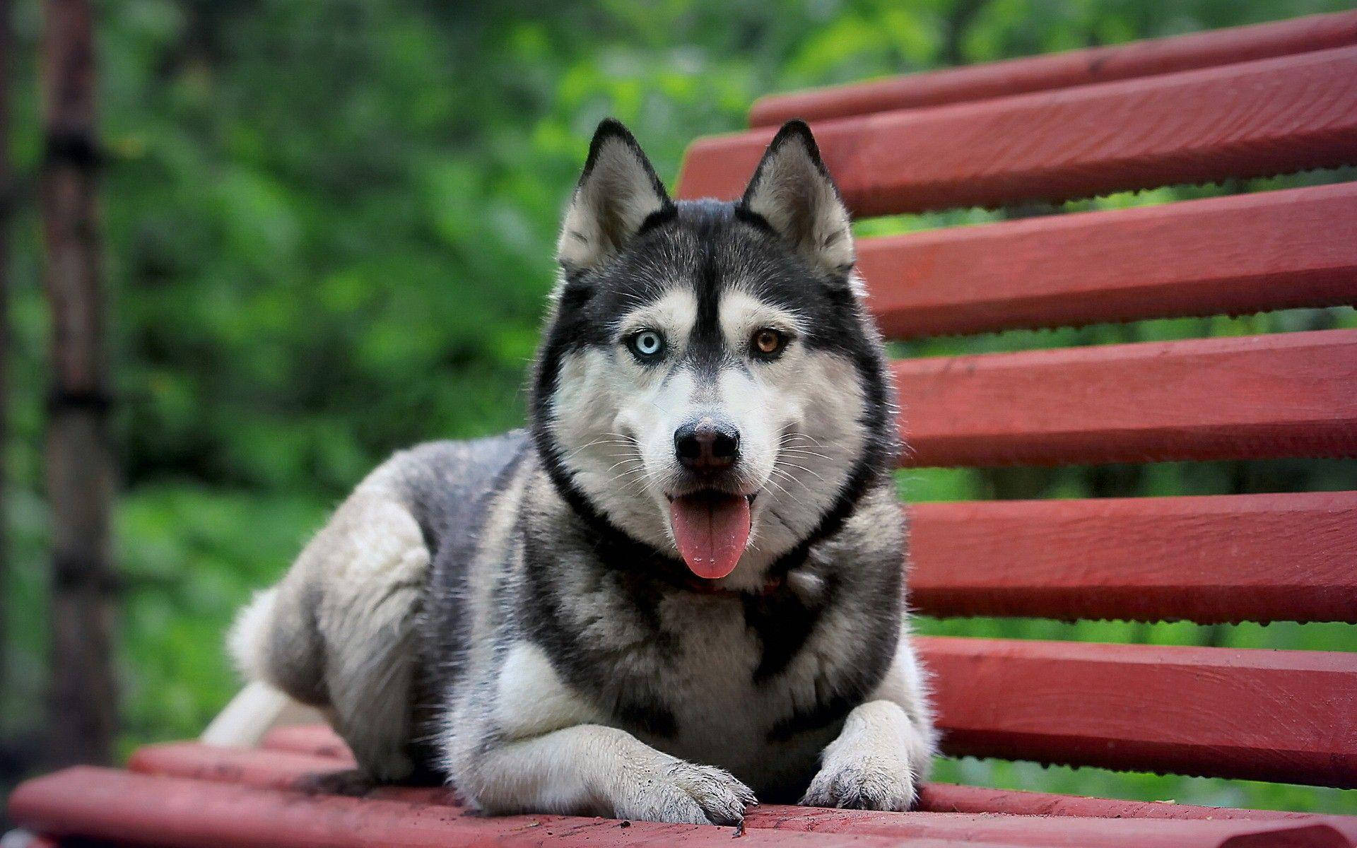 1920x1200 Download Big Husky Dog Wallpaper