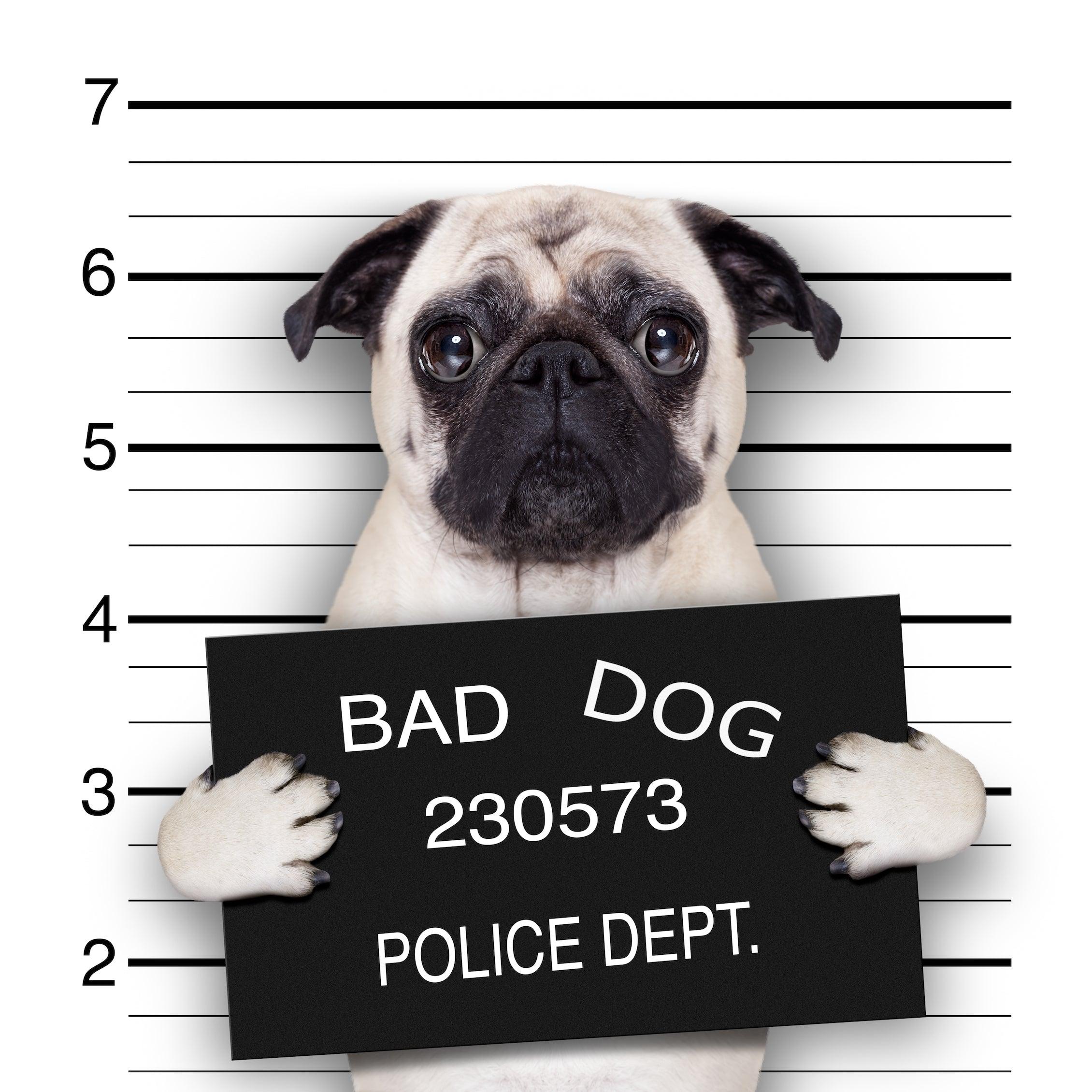 2260x2260 Common Dog Bad Habits and How to Fix Them