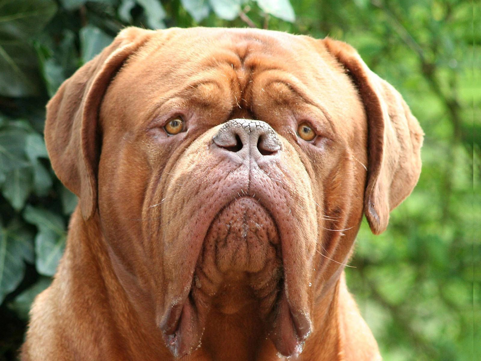 1600x1200 Download Big Dog Up Close Wallpaper