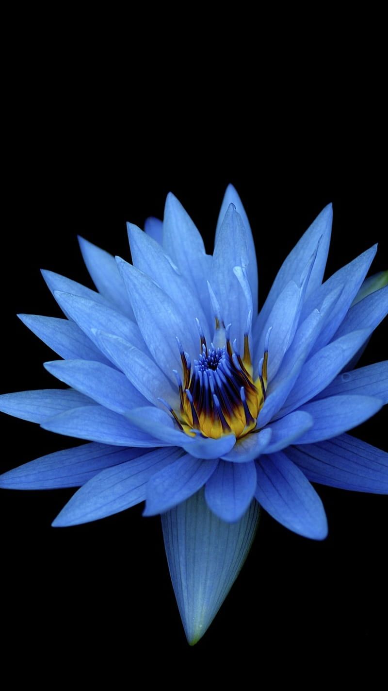800x1423 Sony Xperia Z Stock, flower, HD phone
