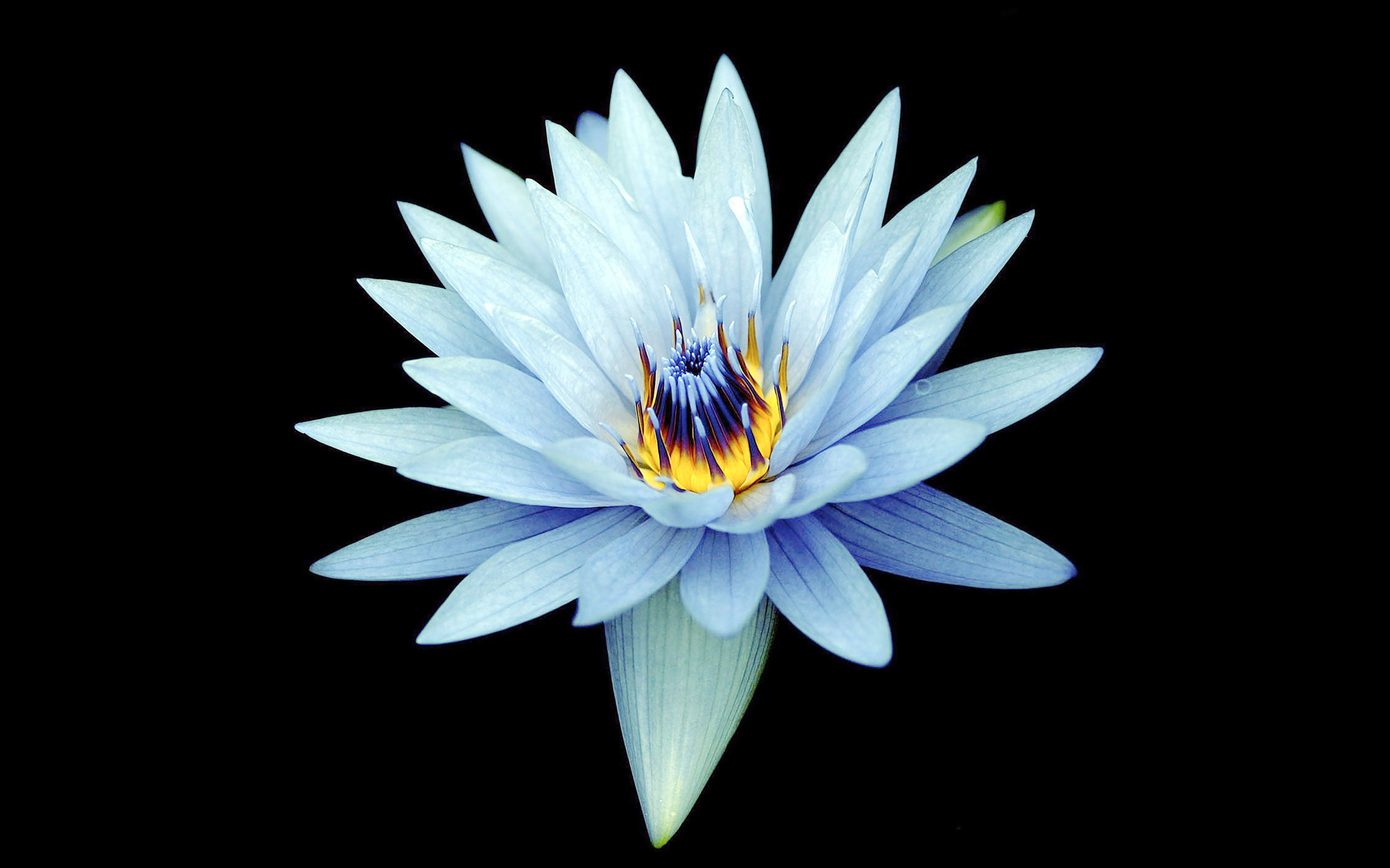 3840x2400 Dark Flower Xperia Z Background