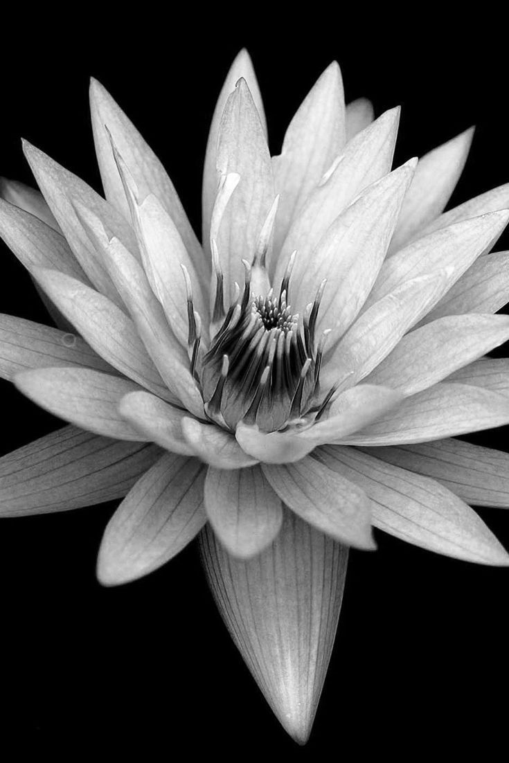 735x1102 Download White Flower Sony Xperia Z