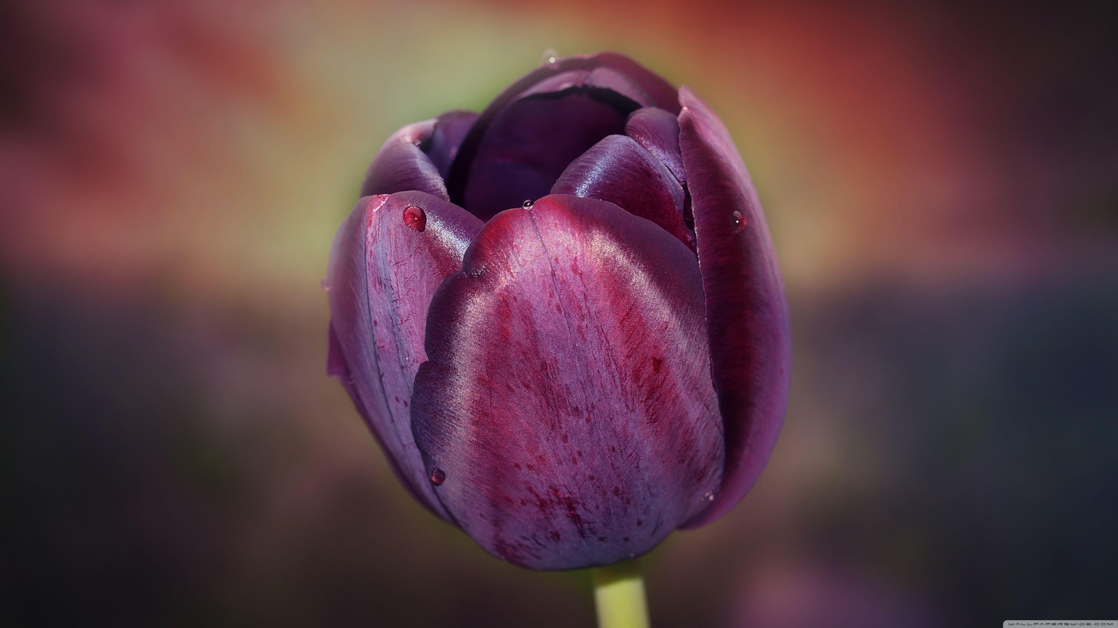 3840x2160 Burgundy Tulip ❤ 4K HD Desktop Wallpaper for 4K Ultra HD TV • Wide