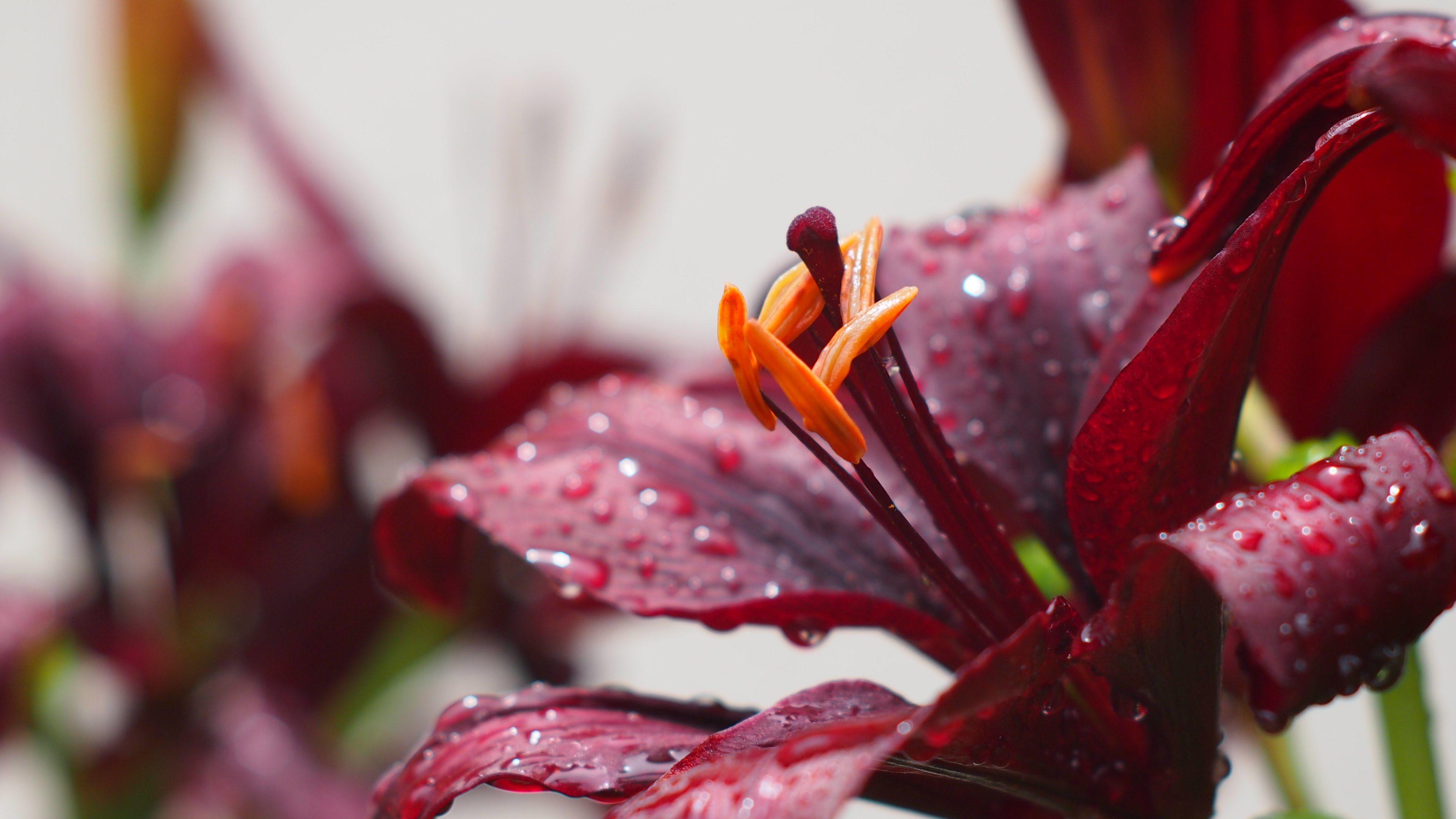 3840x2160 Red Flower Wallpaper PK High Quality Red Flower Picture. HD
