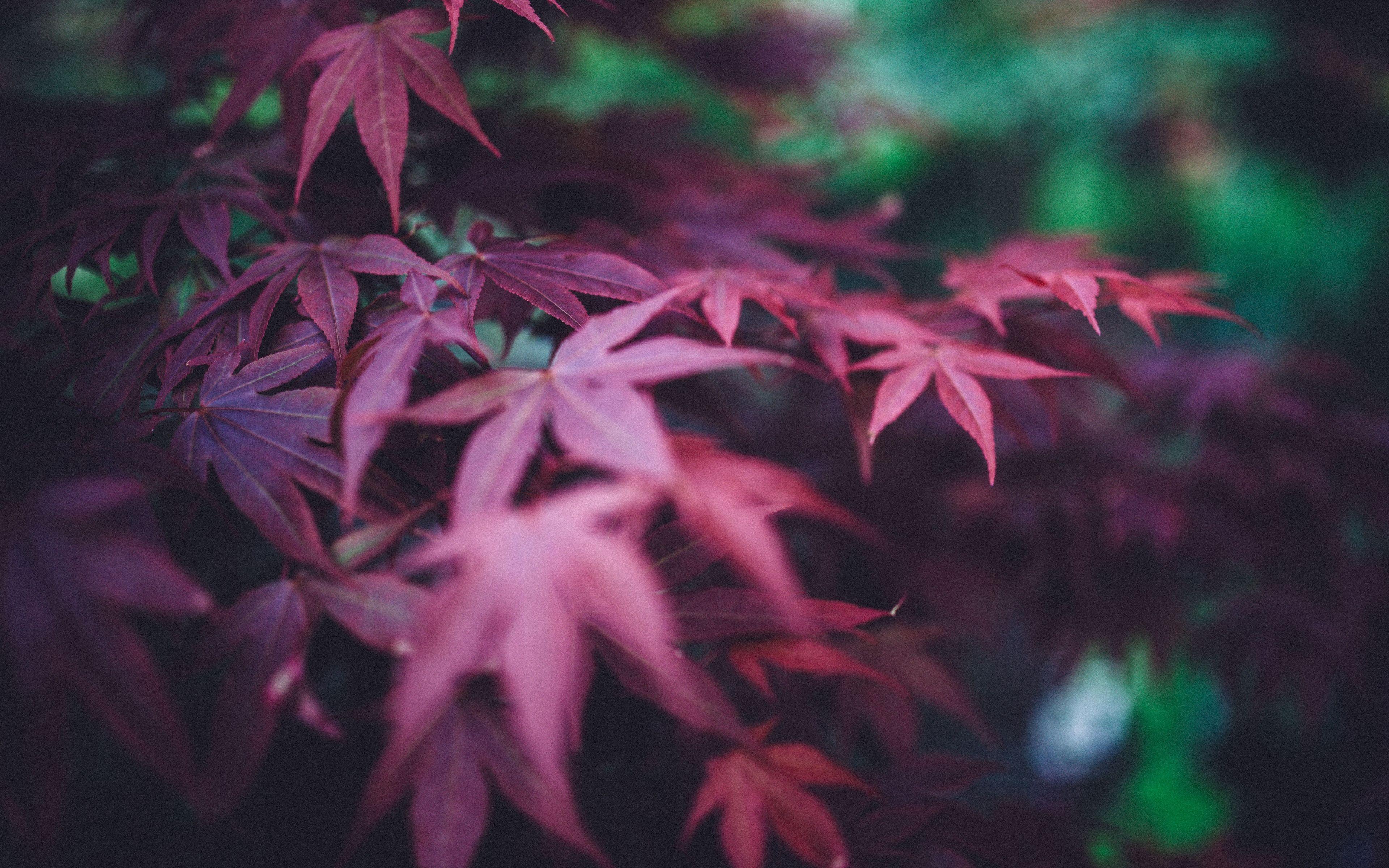 3840x2400 Download wallpaper 3840x2400 leaves, burgundy, branches, blur 4k