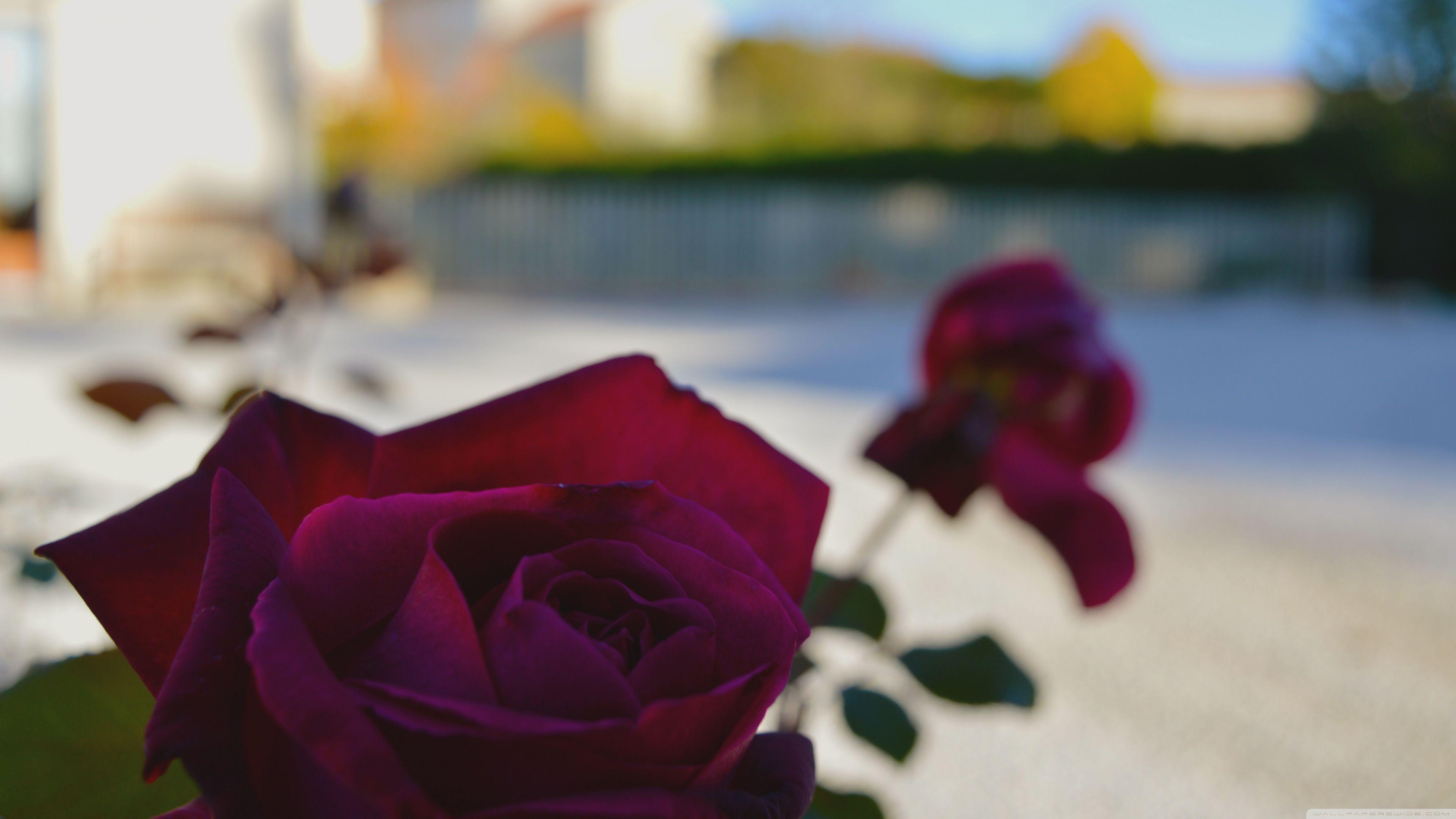 3840x2160 Burgundy Roses ❤ 4K HD Desktop Wallpaper for 4K Ultra HD TV • Wide