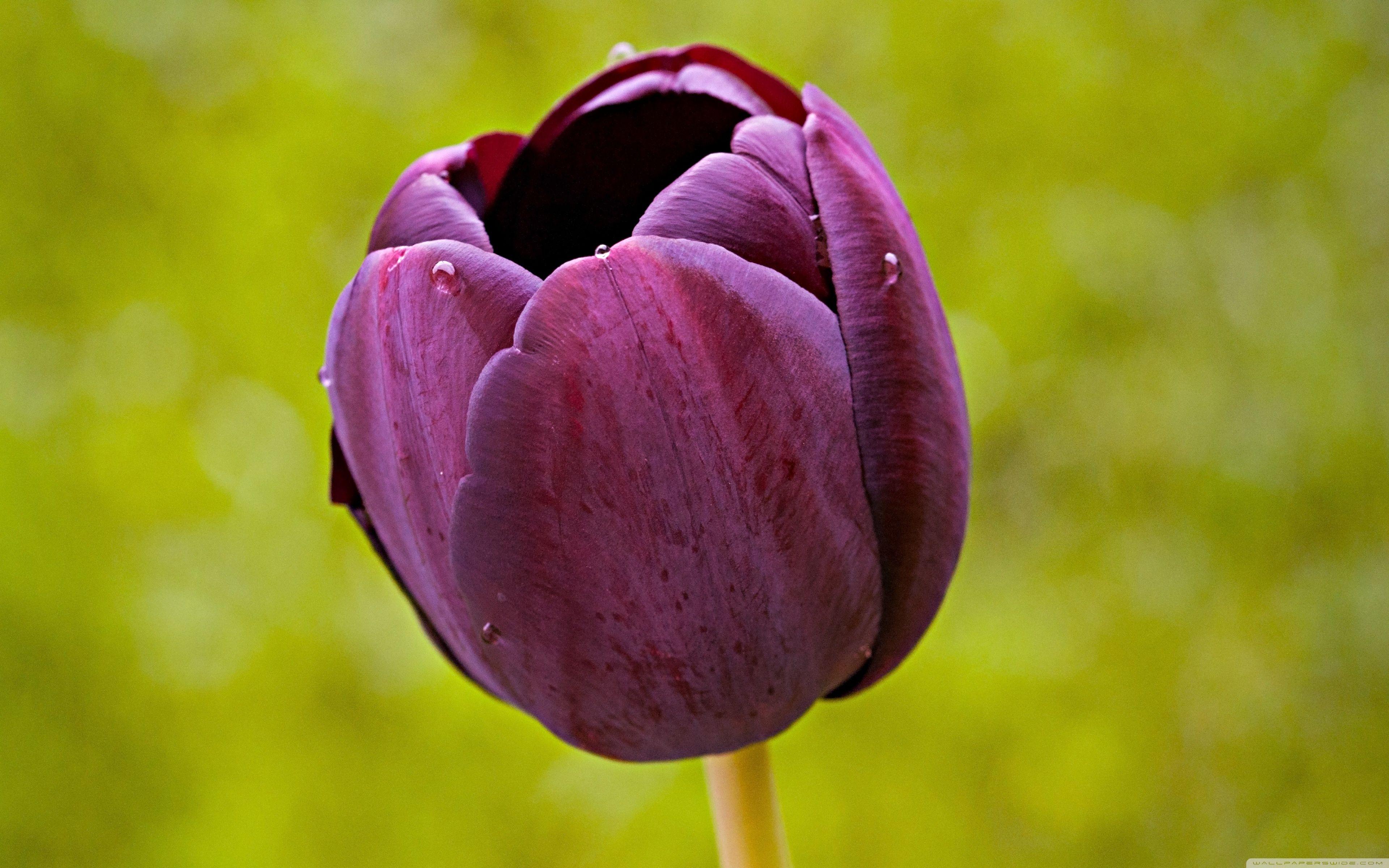 3840x2400 Burgundy Tulip Flower ❤ 4K HD Desktop Wallpaper for 4K Ultra HD TV