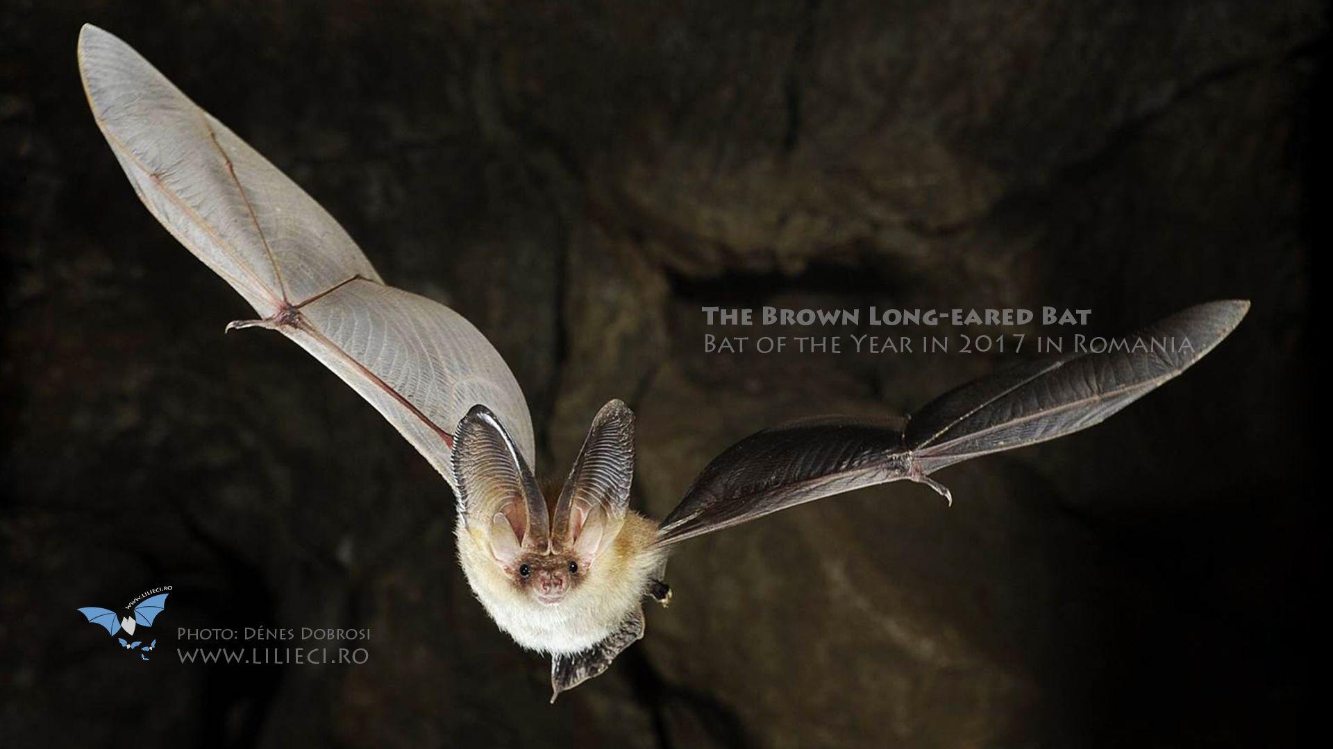 1920x1080 Bat themed wallpaper for desktop, table or mobile