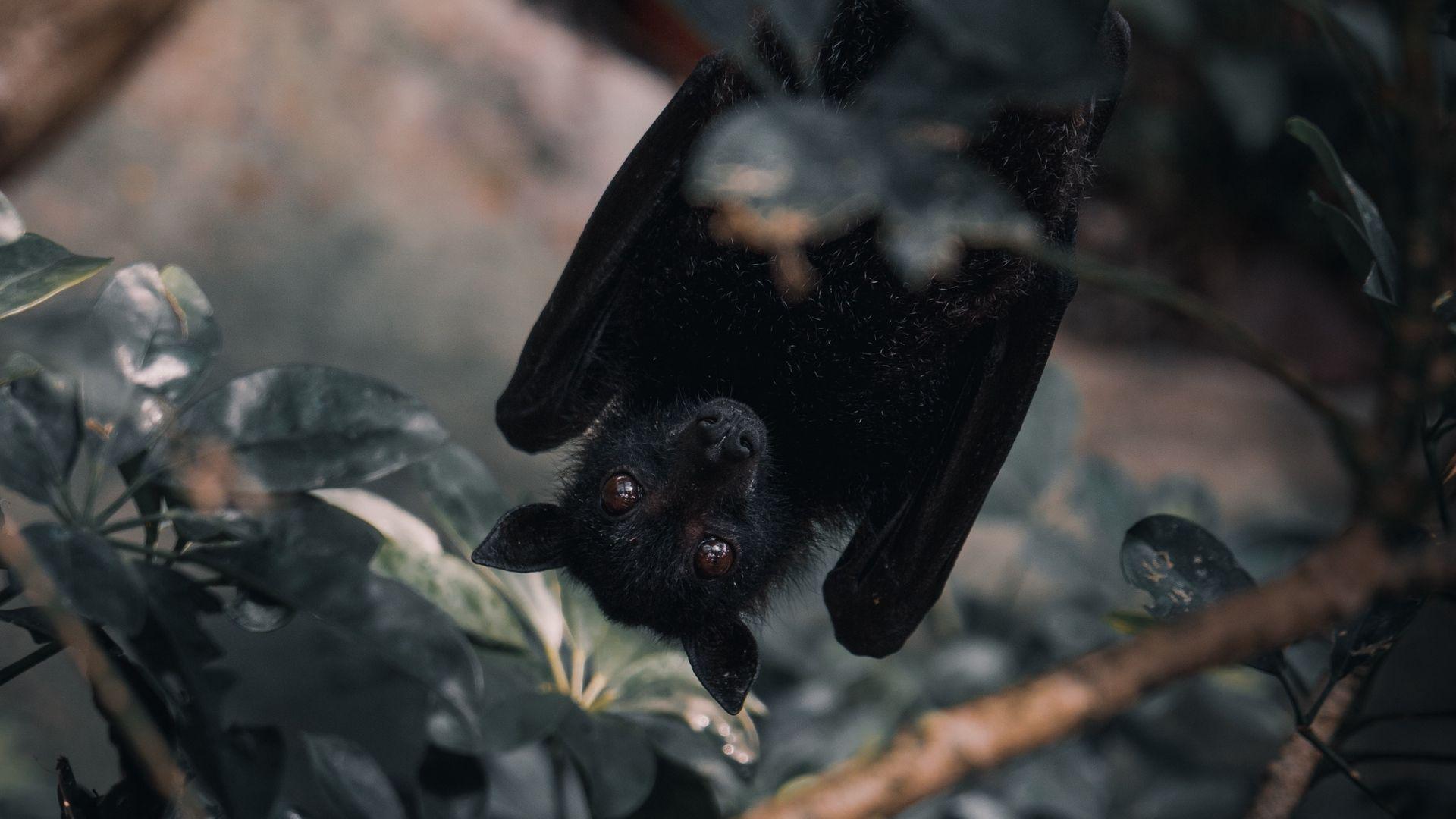 1920x1080 Download wallpaper 1920x1080 common pipistrelle, branch