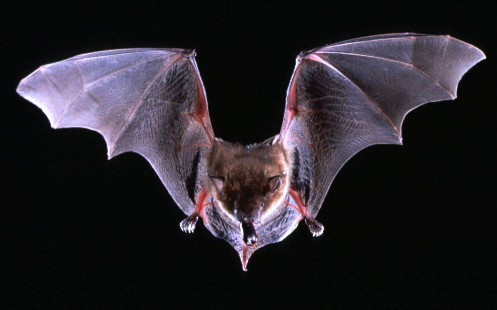 1600x998 Bat Animal Wallpaper