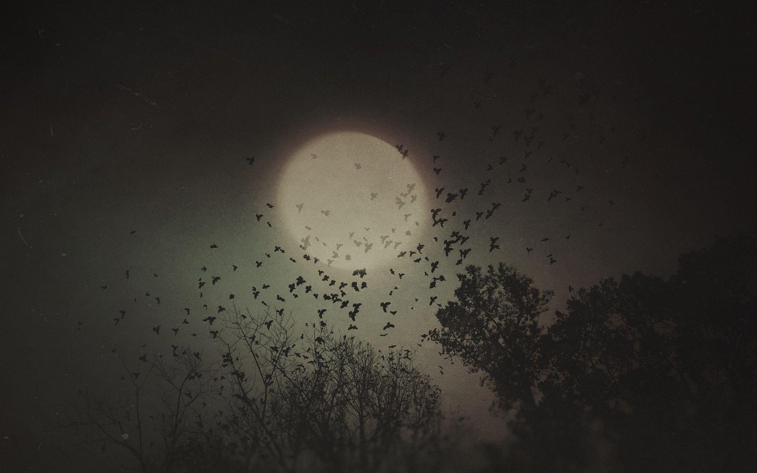 2560x1600 fantasy Art, Crow Wallpaper HD / Desktop and Mobile Background